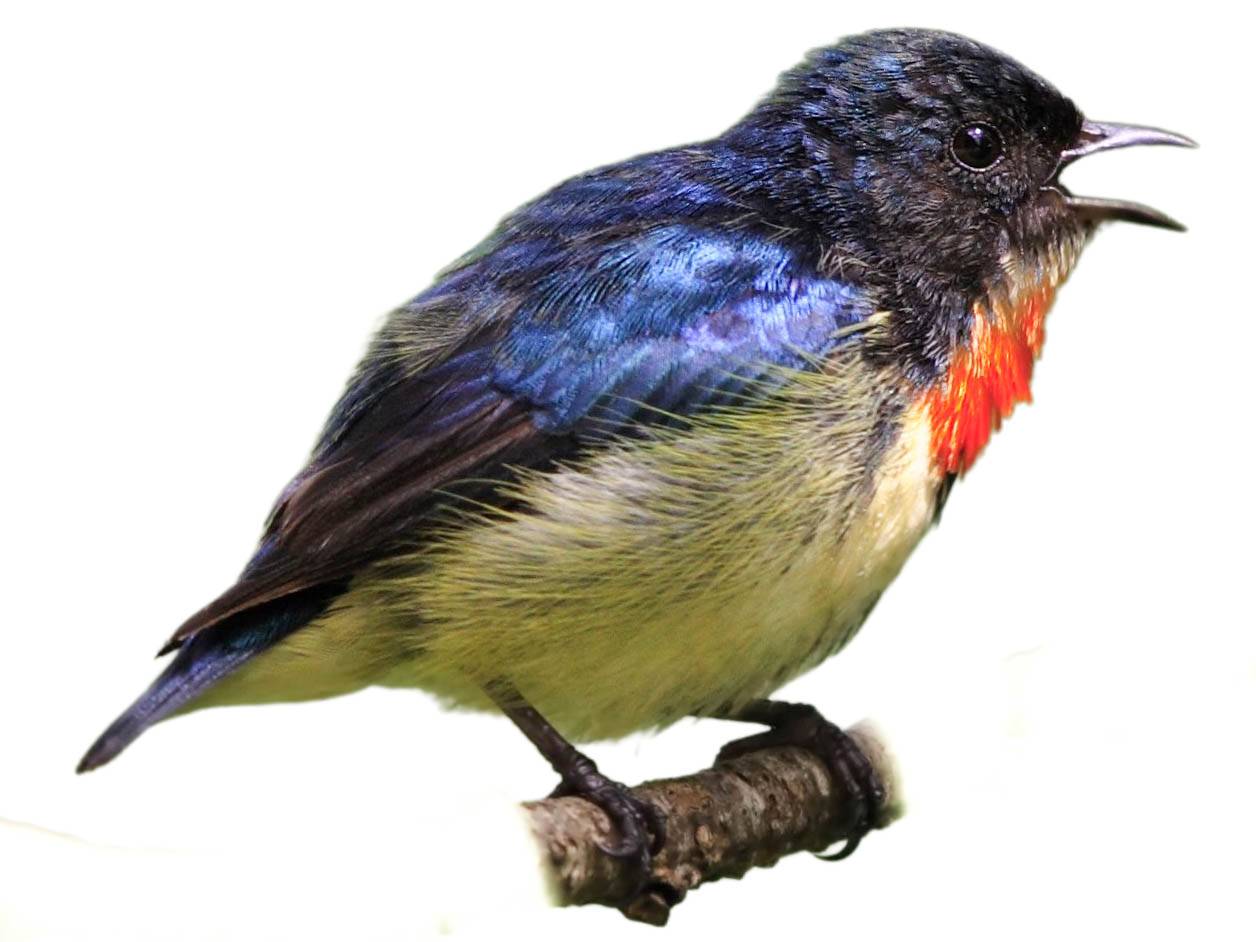 A photo of a Fire-breasted Flowerpecker (Dicaeum ignipectus), male