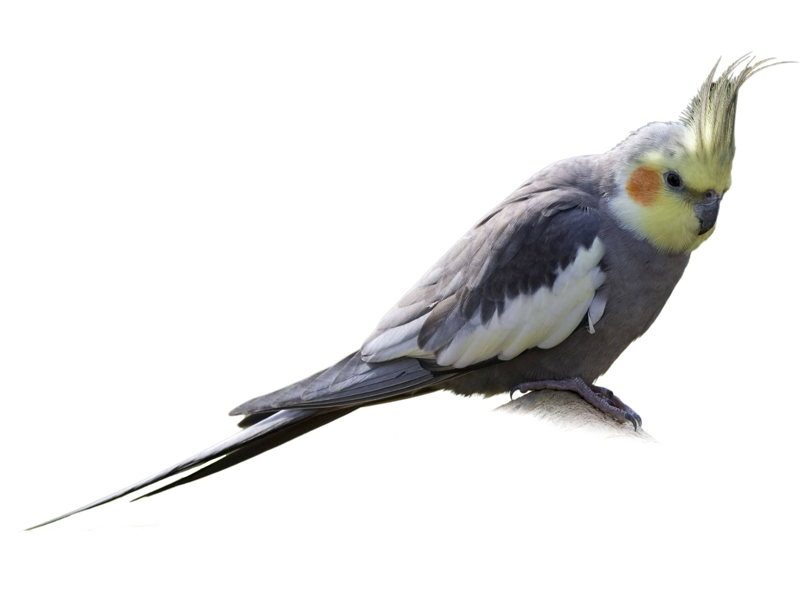 A photo of a Cockatiel (Nymphicus hollandicus), male