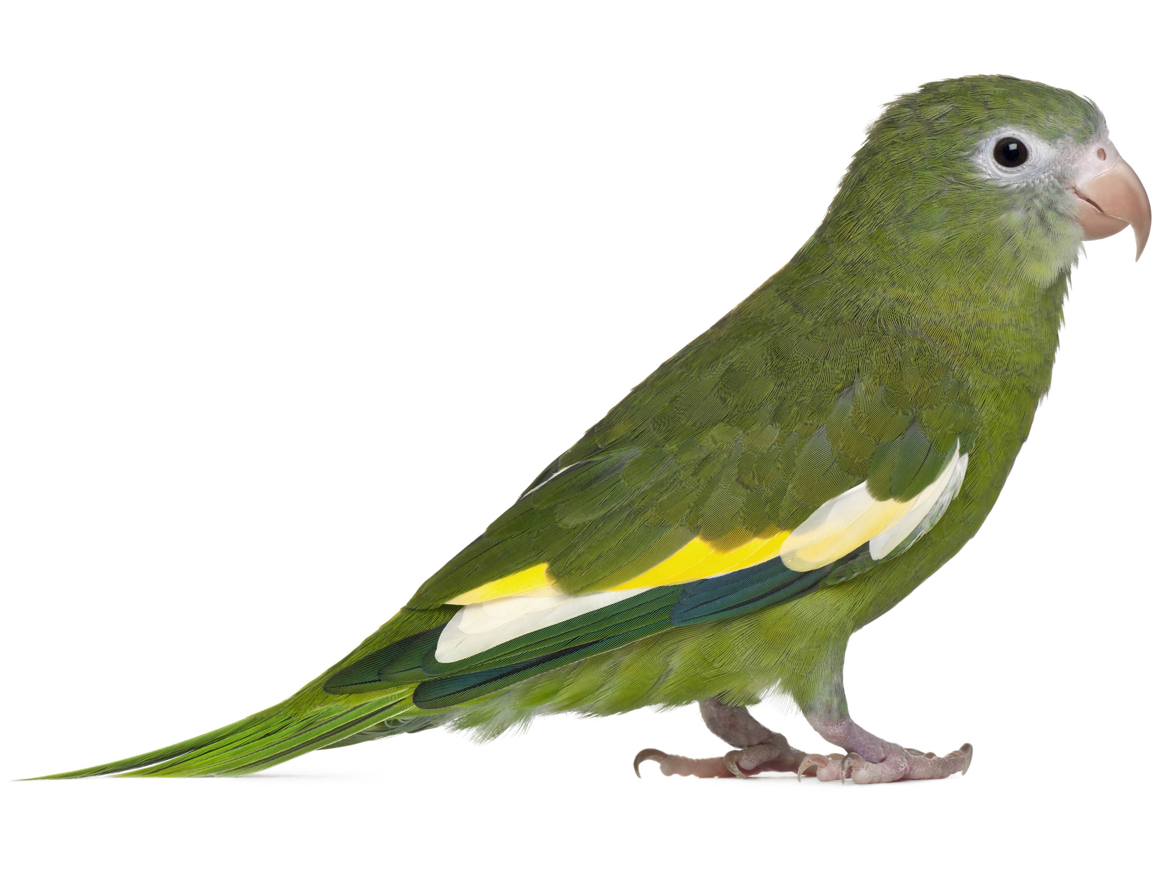 A photo of a White-winged Parakeet (Brotogeris versicolurus)