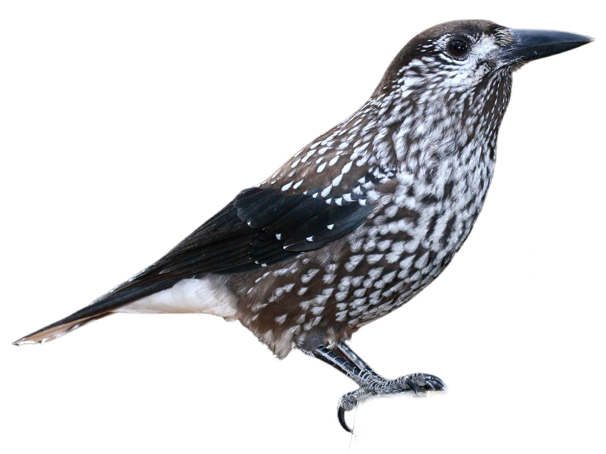 A photo of a Spotted Nutcracker (Nucifraga caryocatactes)