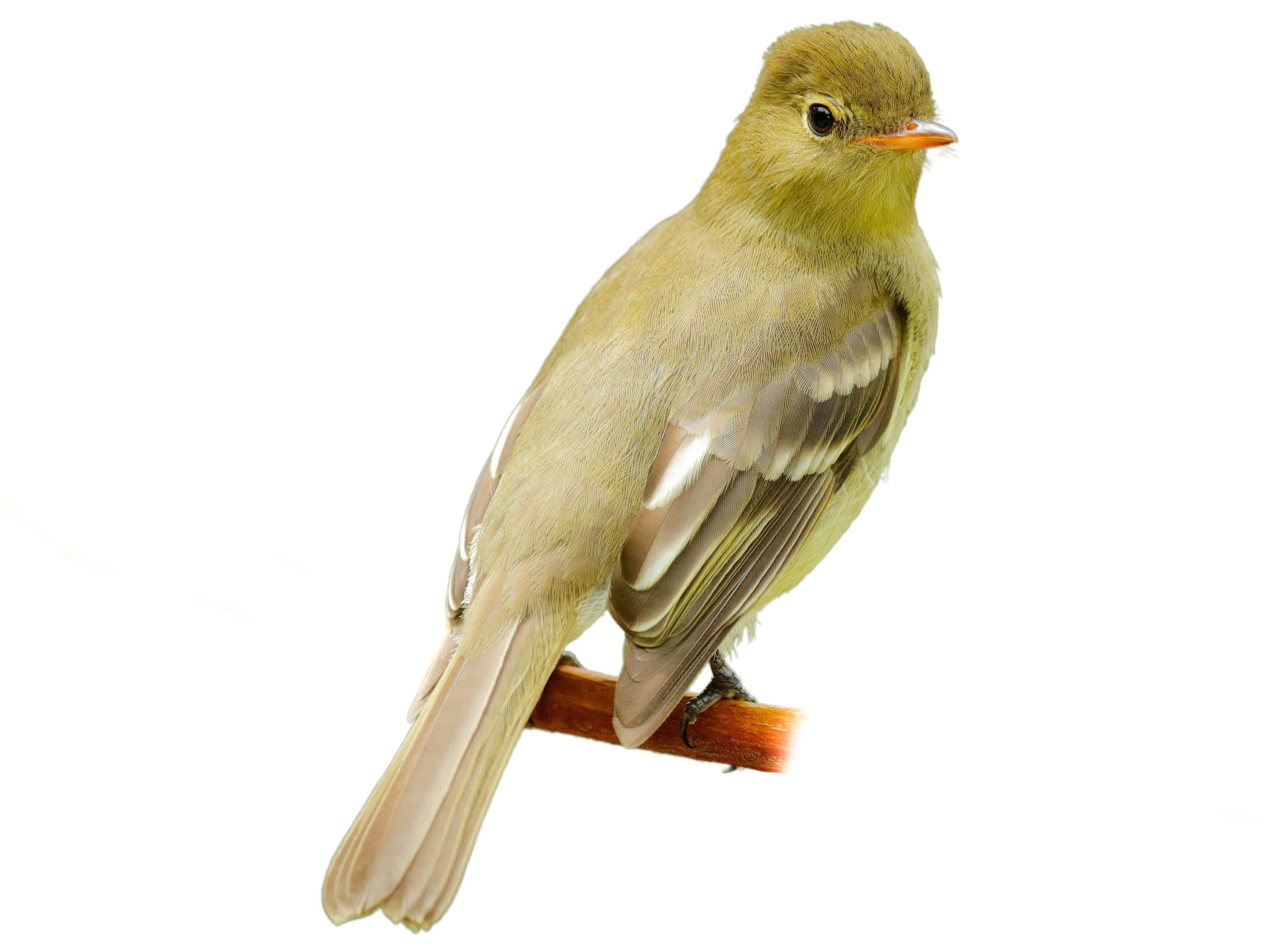 A photo of a Mountain Elaenia (Elaenia frantzii)