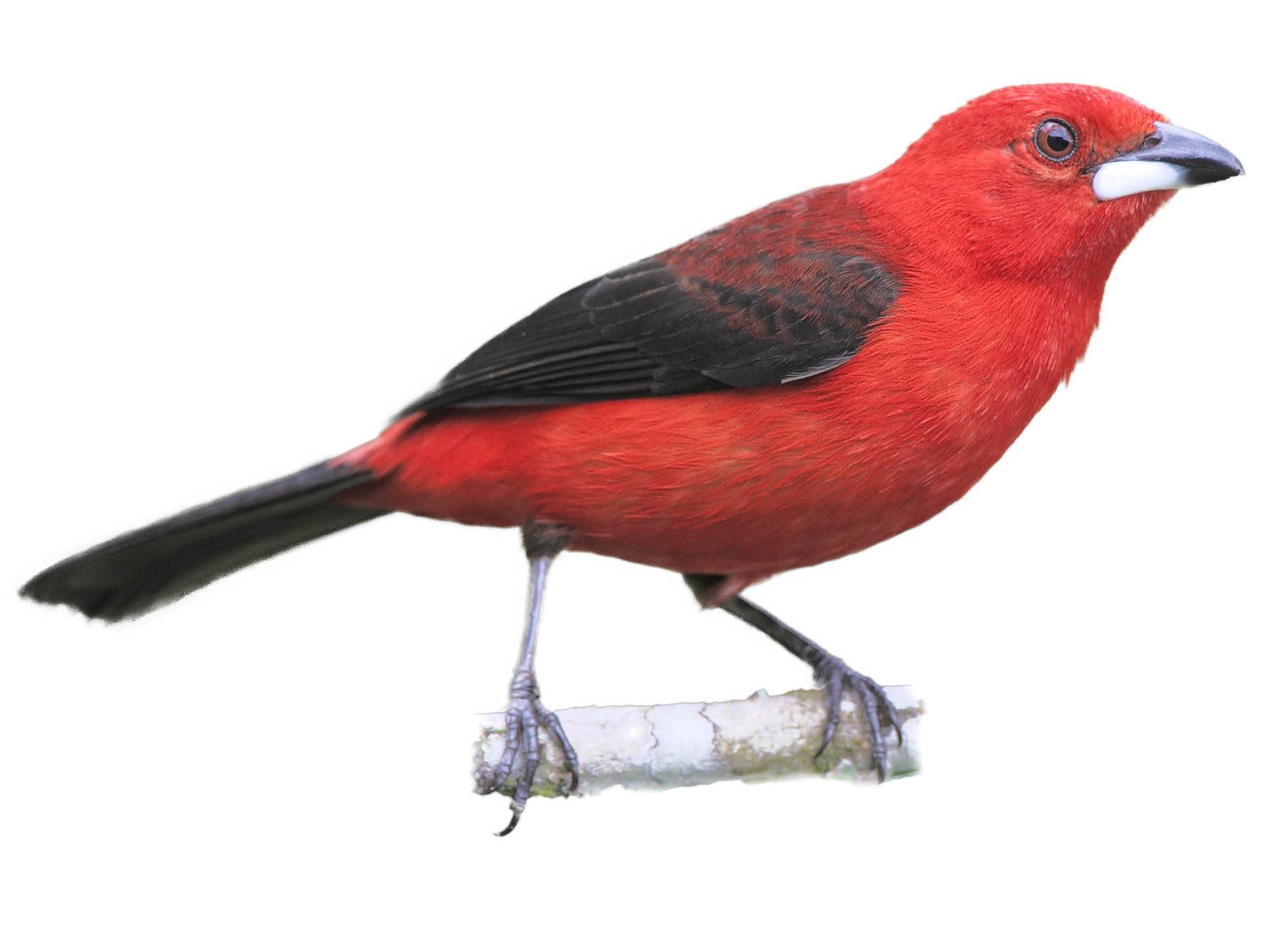 A photo of a Brazilian Tanager (Ramphocelus bresilia), male