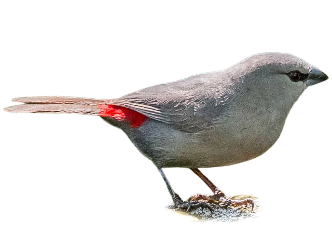 A photo of a Grey Waxbill (Glaucestrilda perreini)