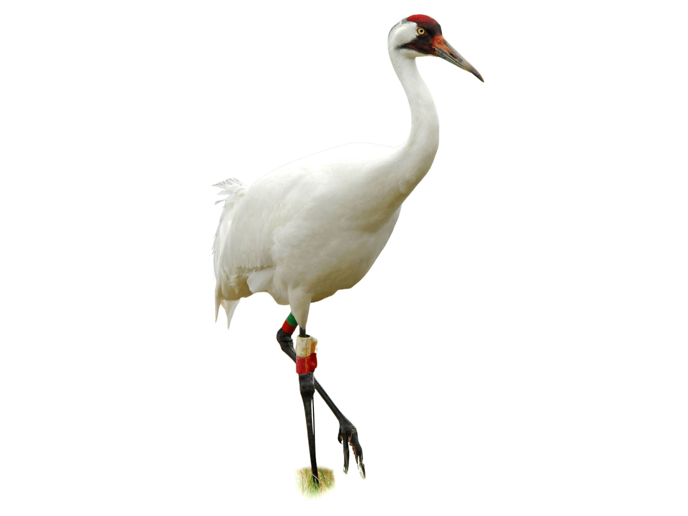 A photo of a Whooping Crane (Grus americana)