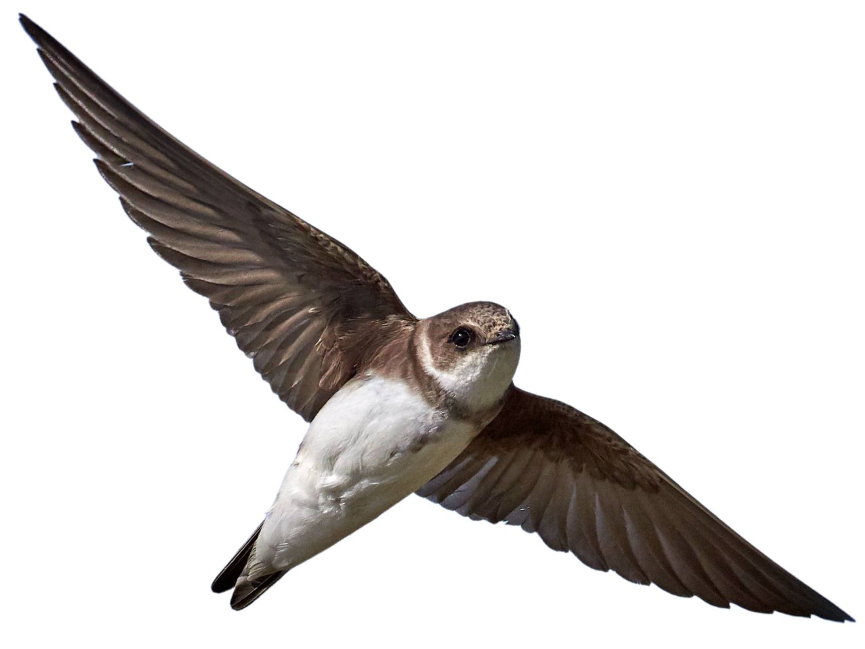 A photo of a Sand Martin (Riparia riparia)