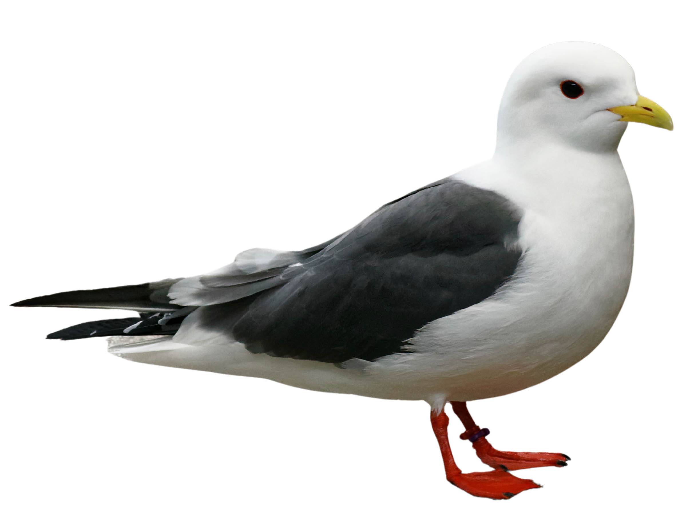 A photo of a Red-legged Kittiwake (Rissa brevirostris)