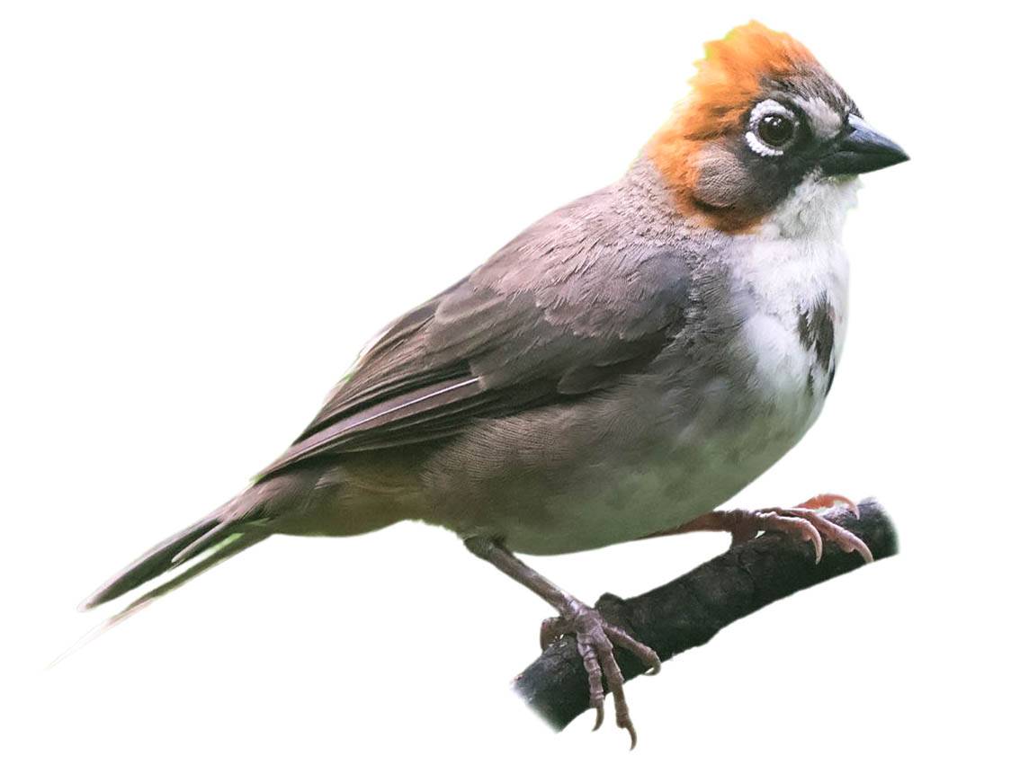 A photo of a Rusty-crowned Ground Sparrow (Melozone kieneri)