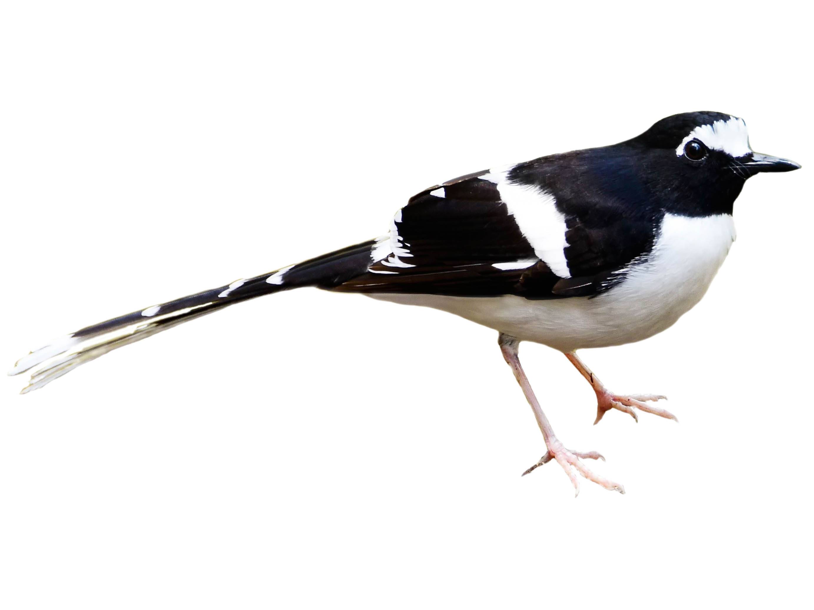 A photo of a Black-backed Forktail (Enicurus immaculatus)