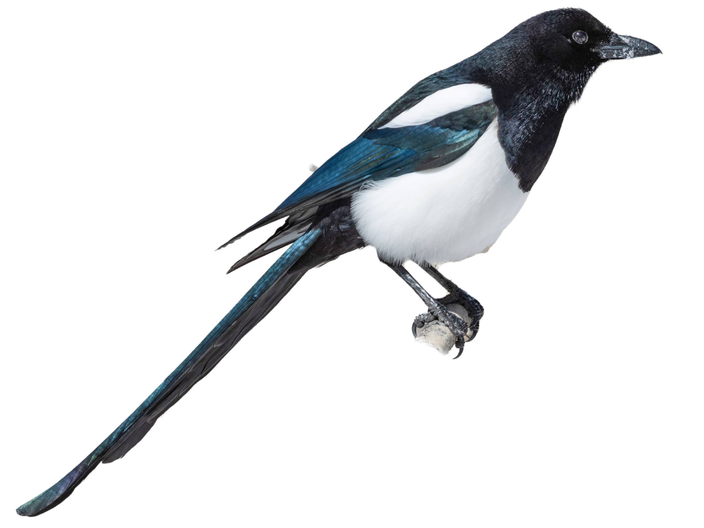 A photo of a Black-billed Magpie (Pica hudsonia)