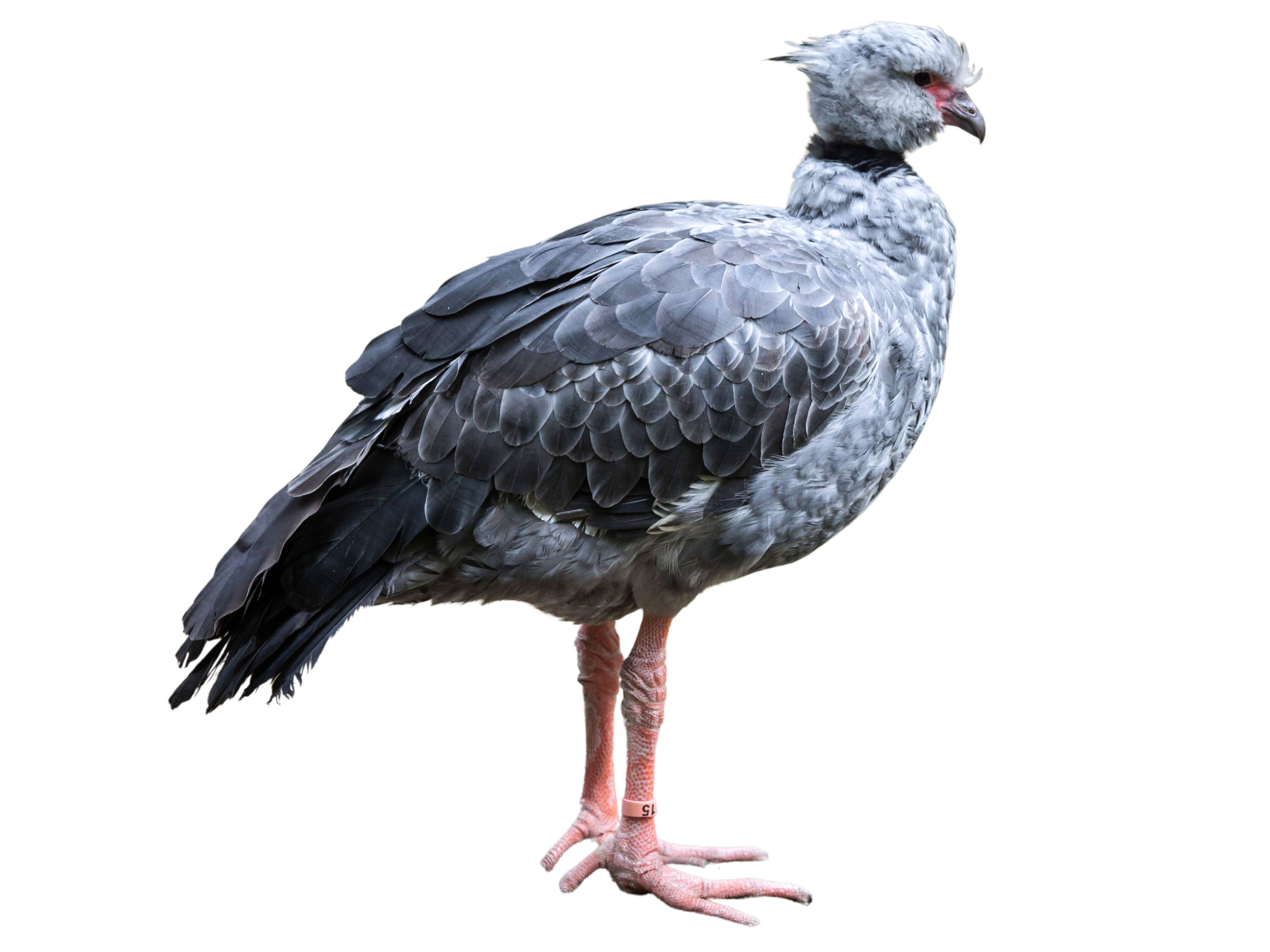 A photo of a Southern Screamer (Chauna torquata)