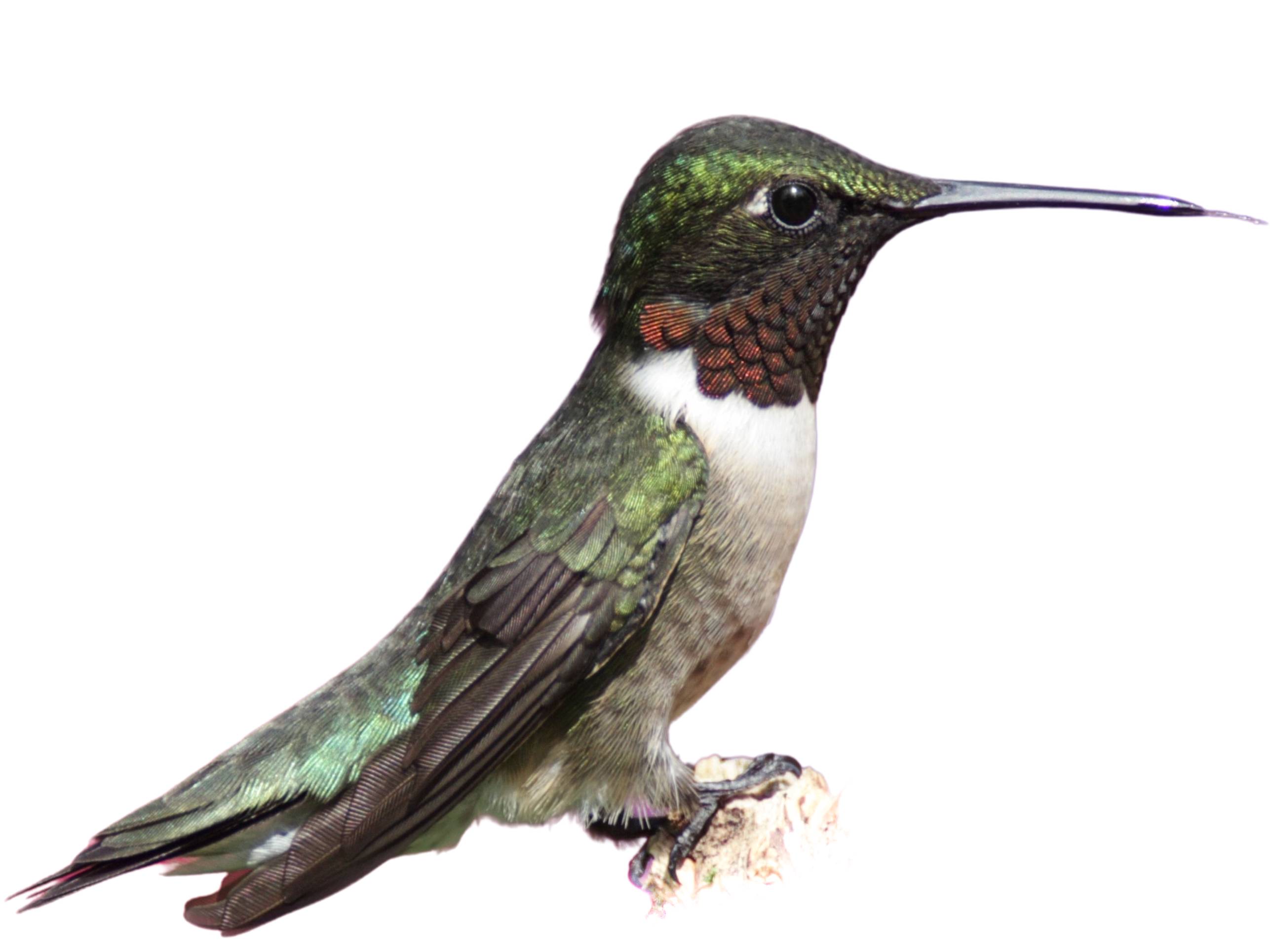 A photo of a Ruby-throated Hummingbird (Archilochus colubris), male