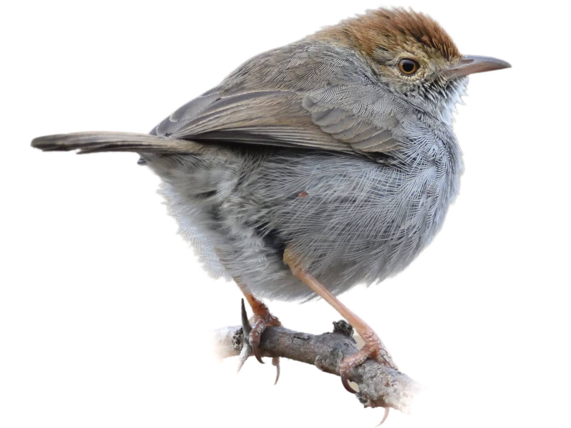 A photo of a Neddicky (Cisticola fulvicapilla)