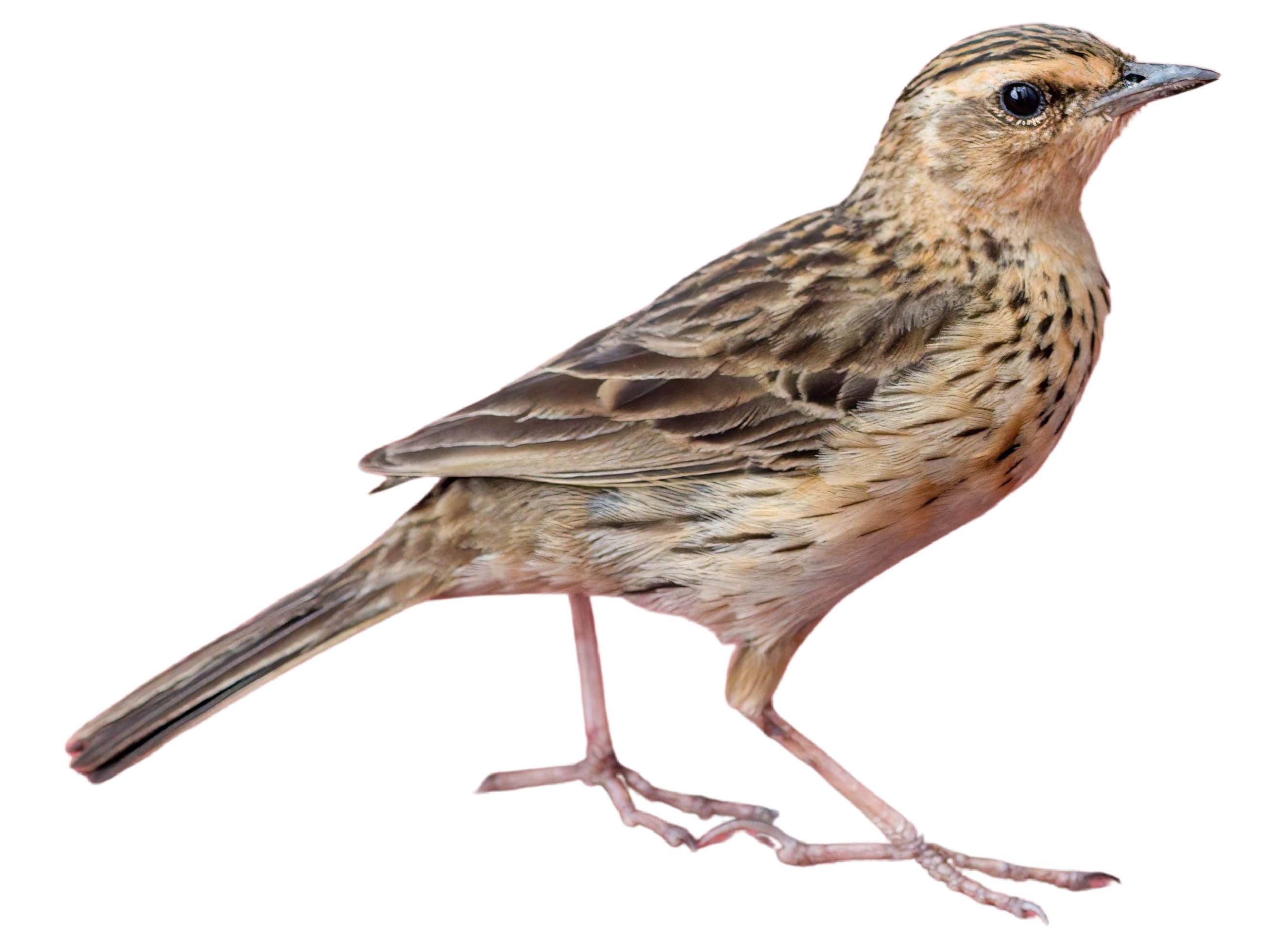 A photo of a Nilgiri Pipit (Anthus nilghiriensis)