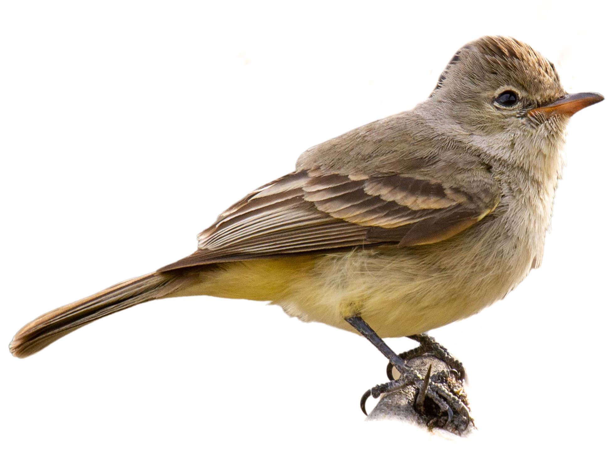 A photo of a Northern Beardless Tyrannulet (Camptostoma imberbe)