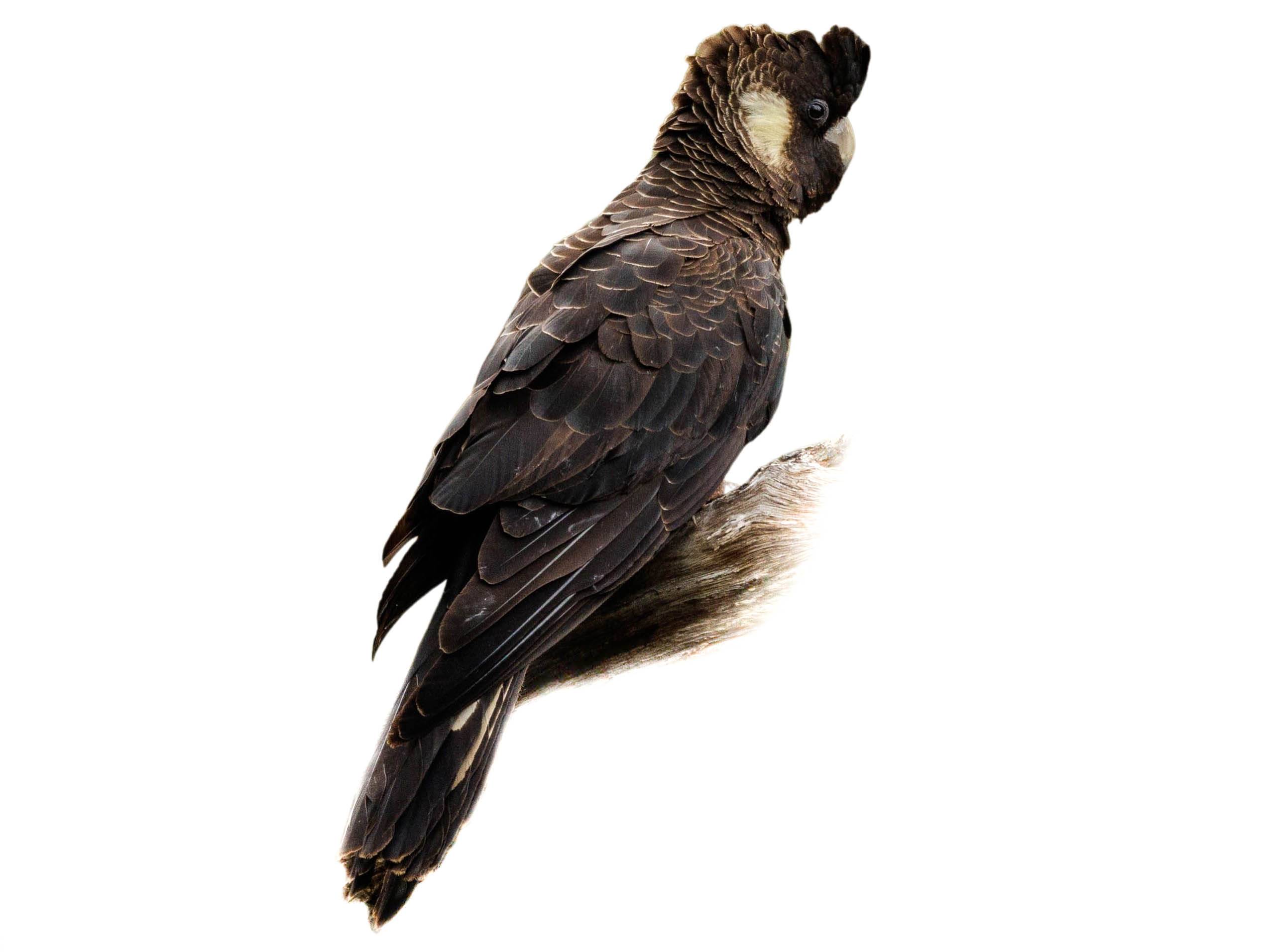 A photo of a Baudin's Black Cockatoo (Zanda baudinii)