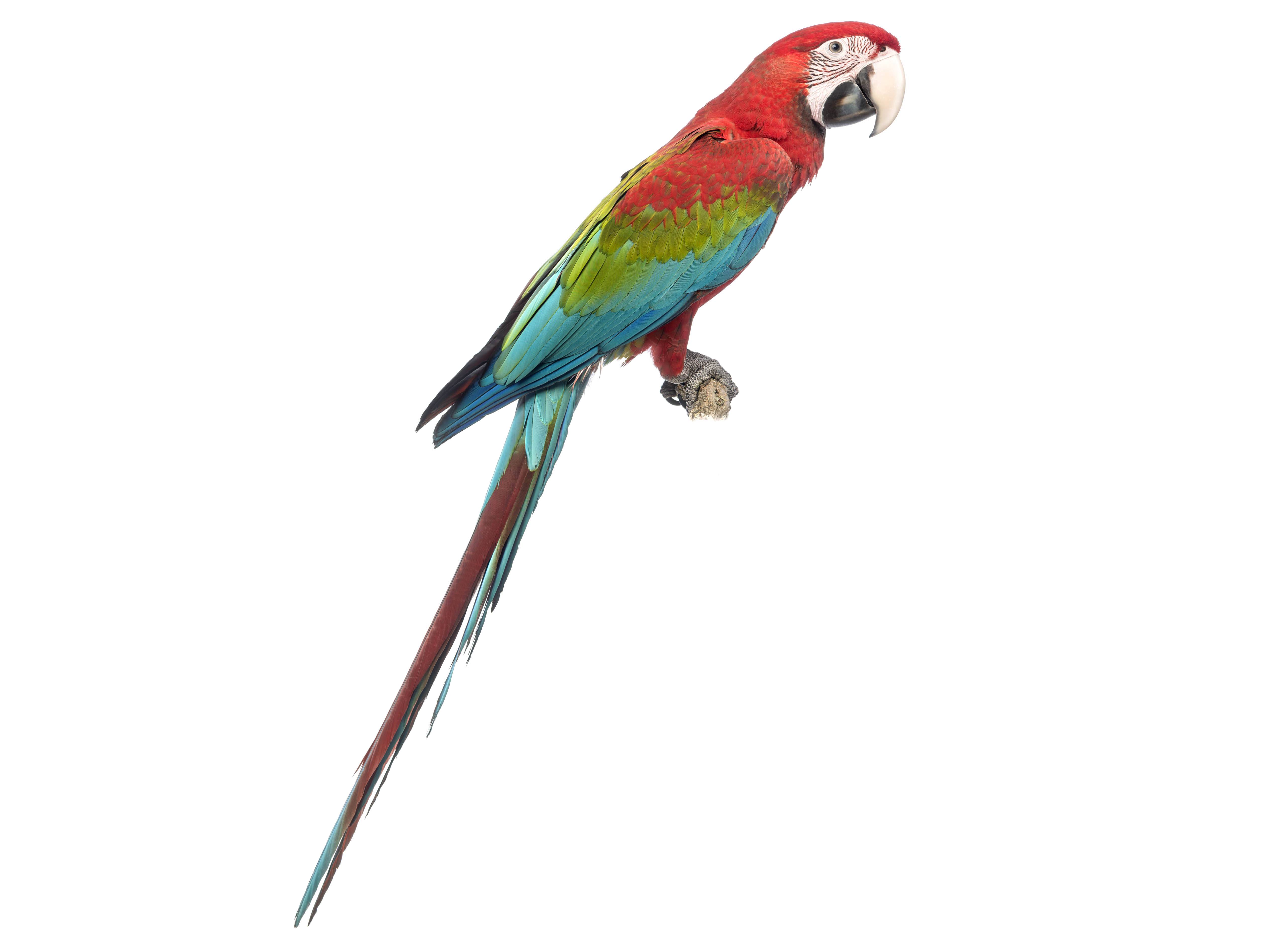 A photo of a Red-and-green Macaw (Ara chloropterus)