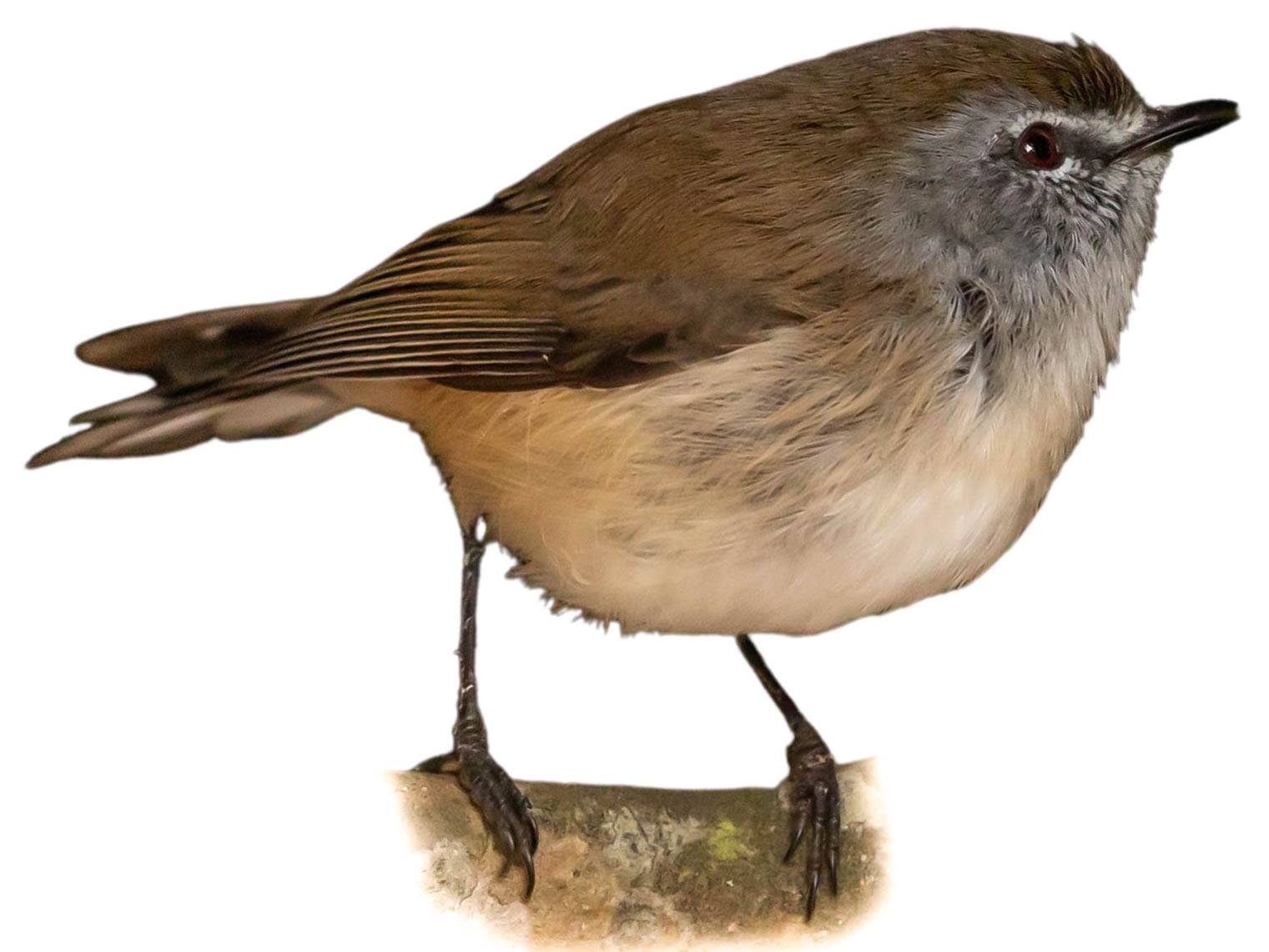 A photo of a Brown Gerygone (Gerygone mouki)