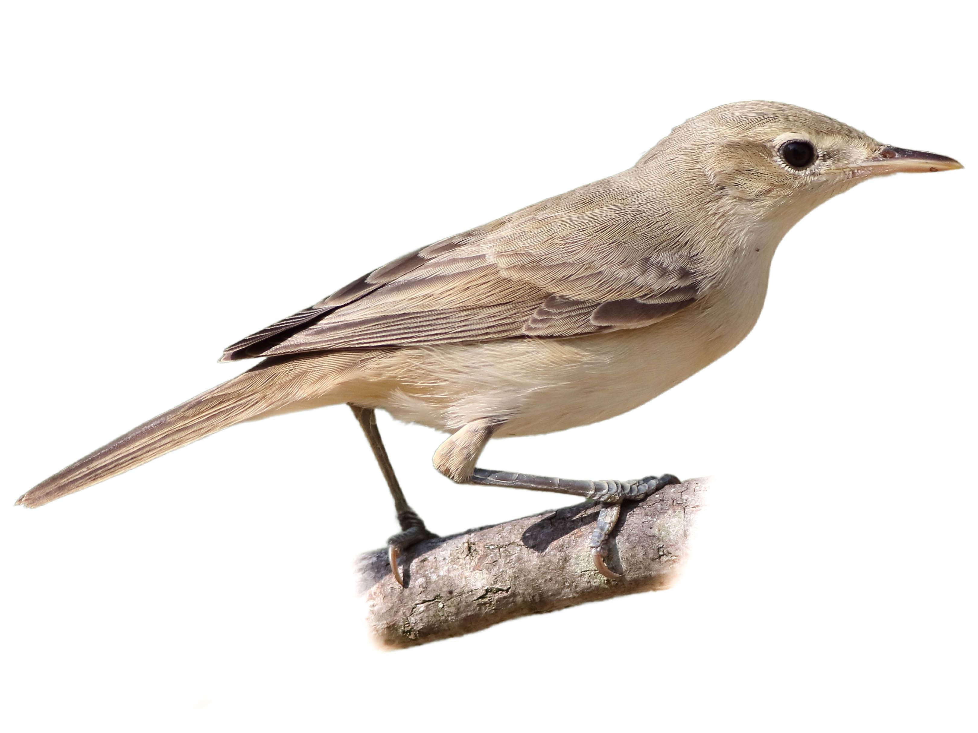 A photo of a Eastern Olivaceous Warbler (Iduna pallida)