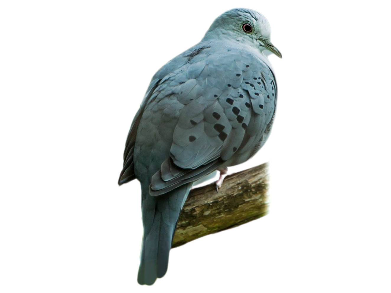 A photo of a Blue Ground Dove (Claravis pretiosa), male