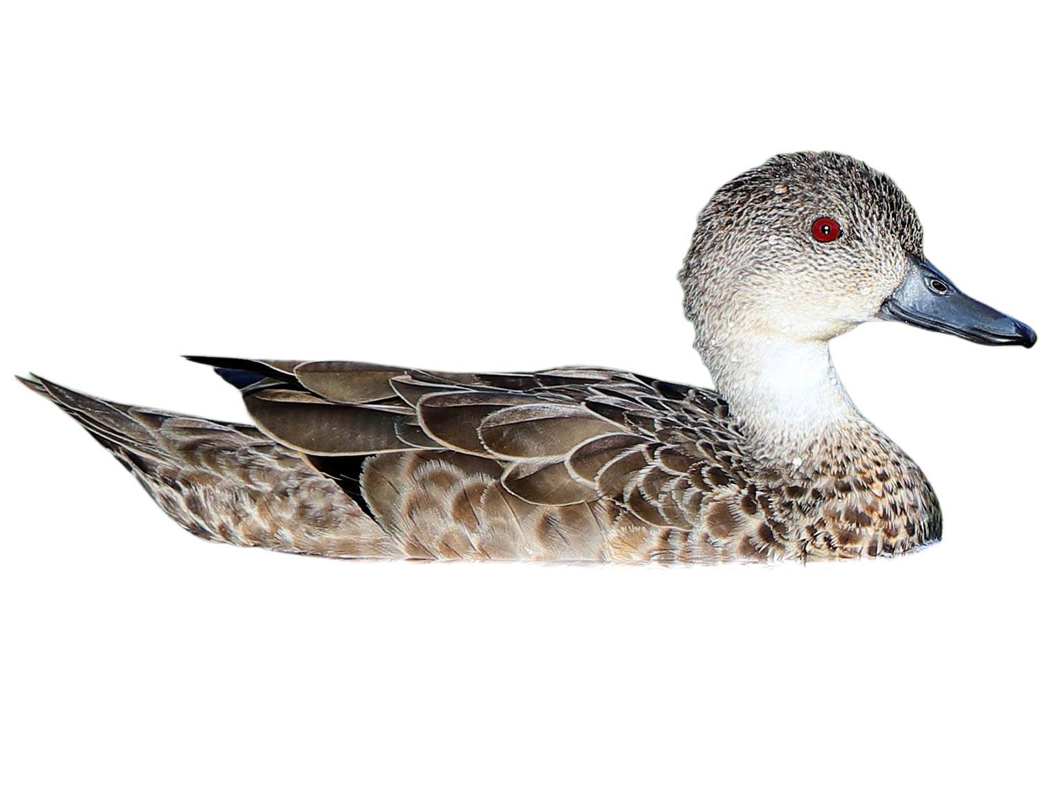 A photo of a Grey Teal (Anas gracilis)