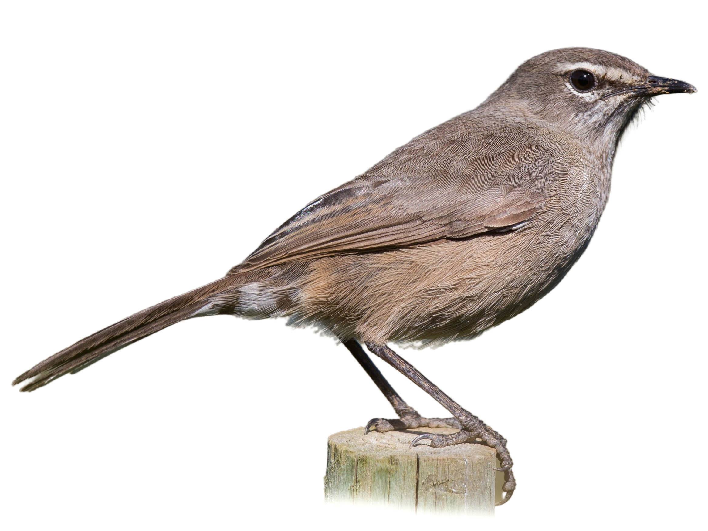 A photo of a Karoo Scrub Robin (Cercotrichas coryphoeus)