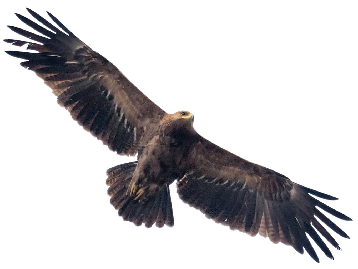 A photo of a Lesser Spotted Eagle (Clanga pomarina)