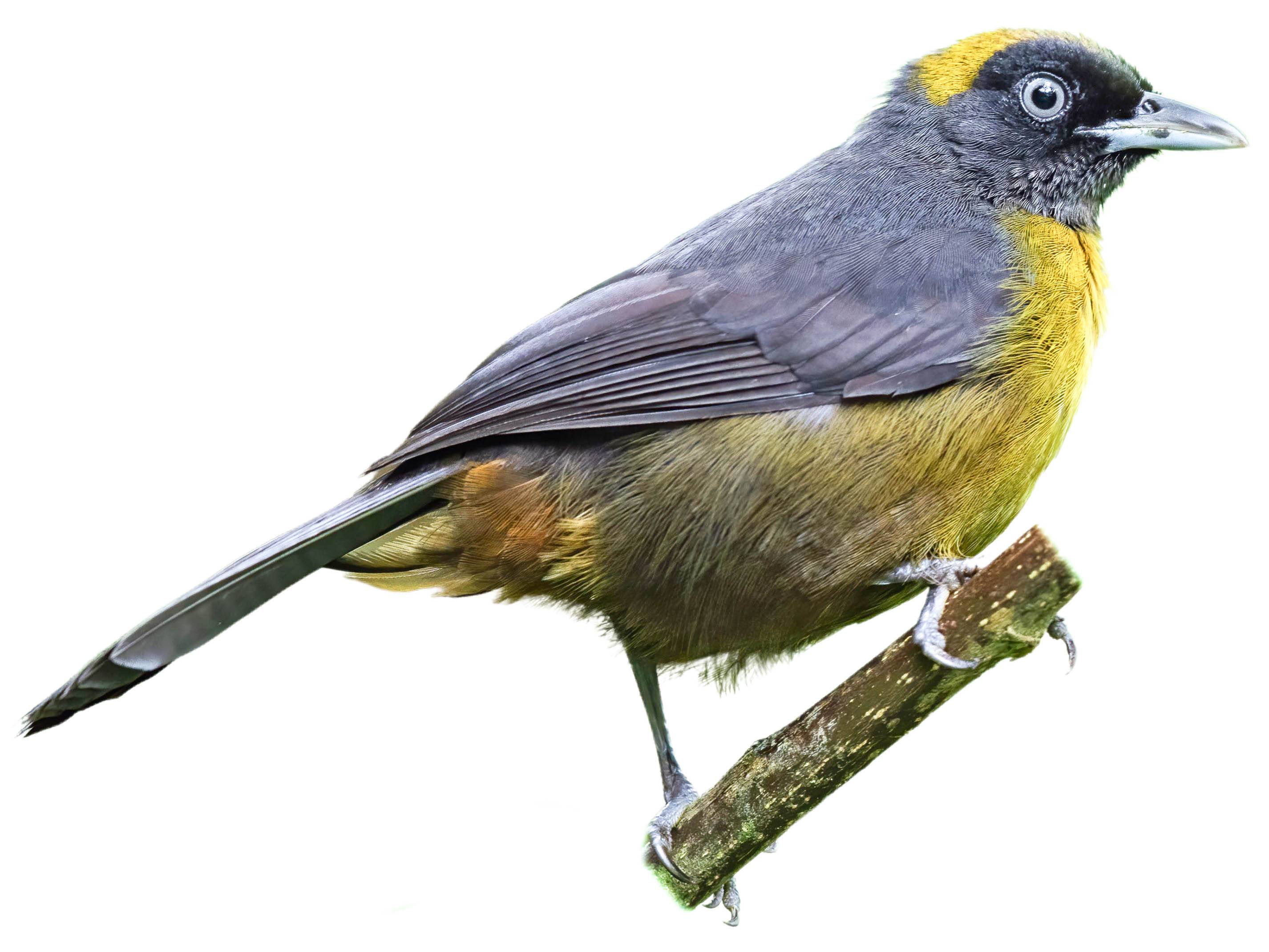 A photo of a Dusky-faced Tanager (Mitrospingus cassinii)