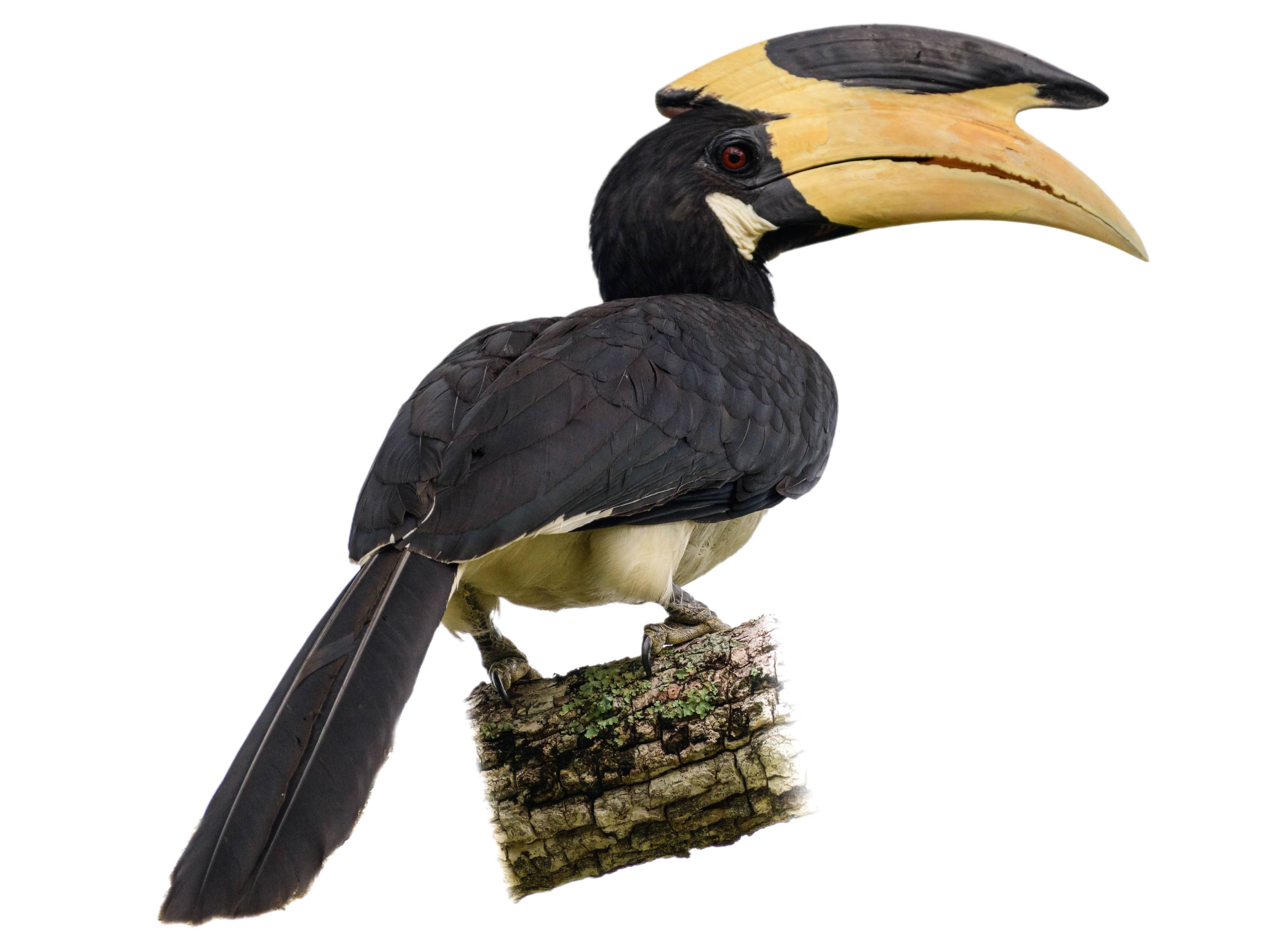 A photo of a Malabar Pied Hornbill (Anthracoceros coronatus), male