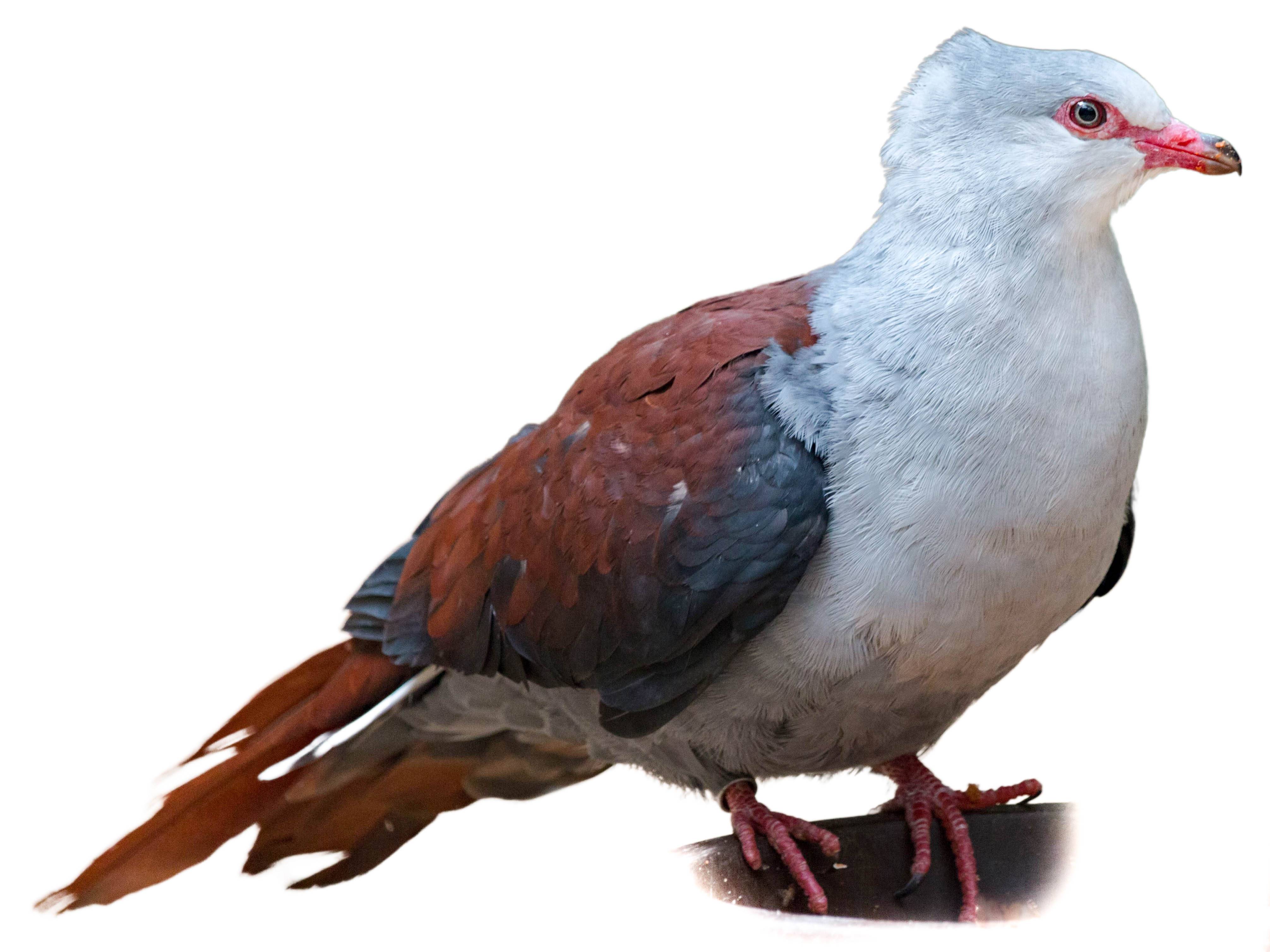 A photo of a Great Cuckoo-Dove (Reinwardtoena reinwardti)