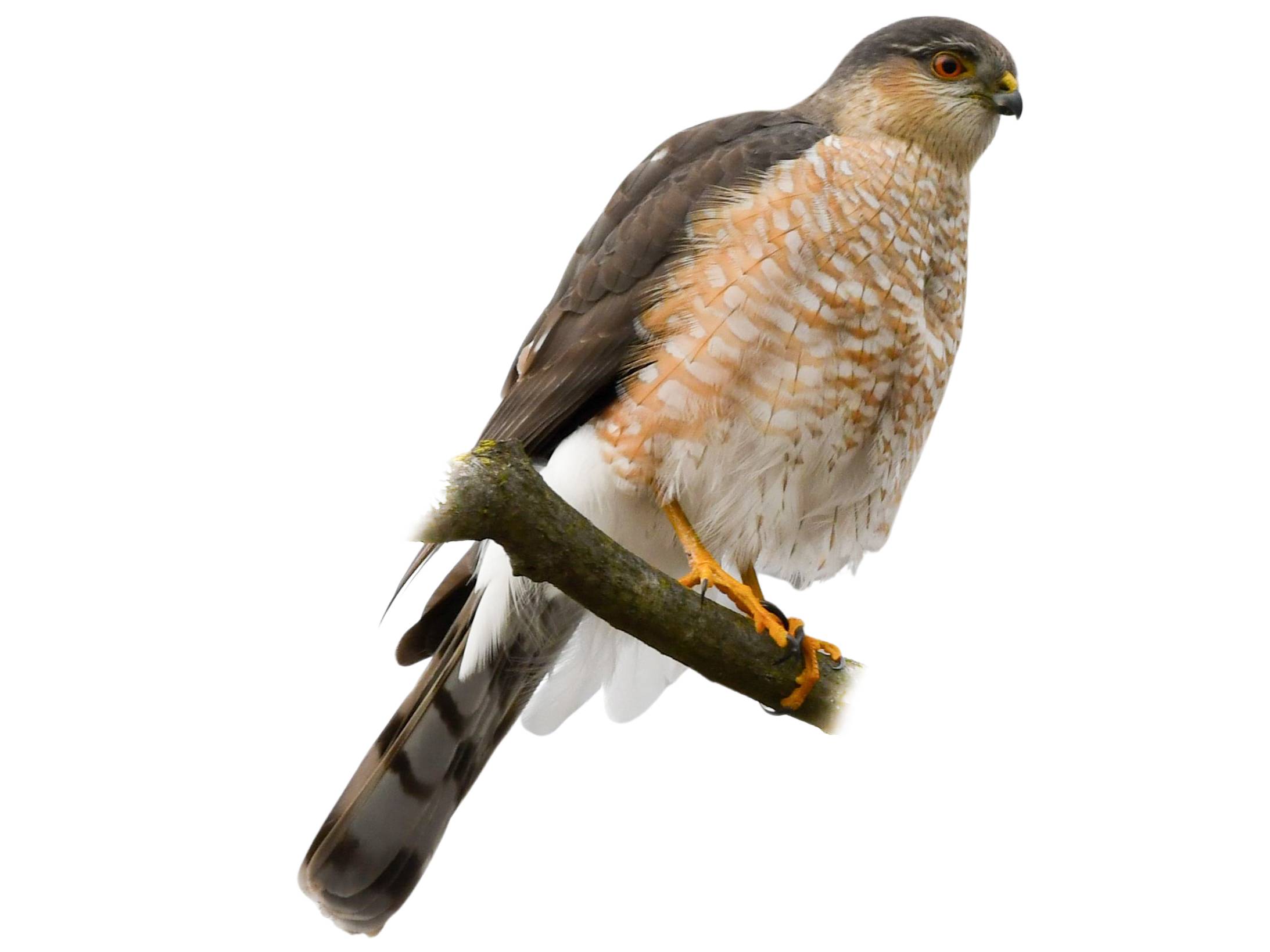 A photo of a Sharp-shinned Hawk (Accipiter striatus)