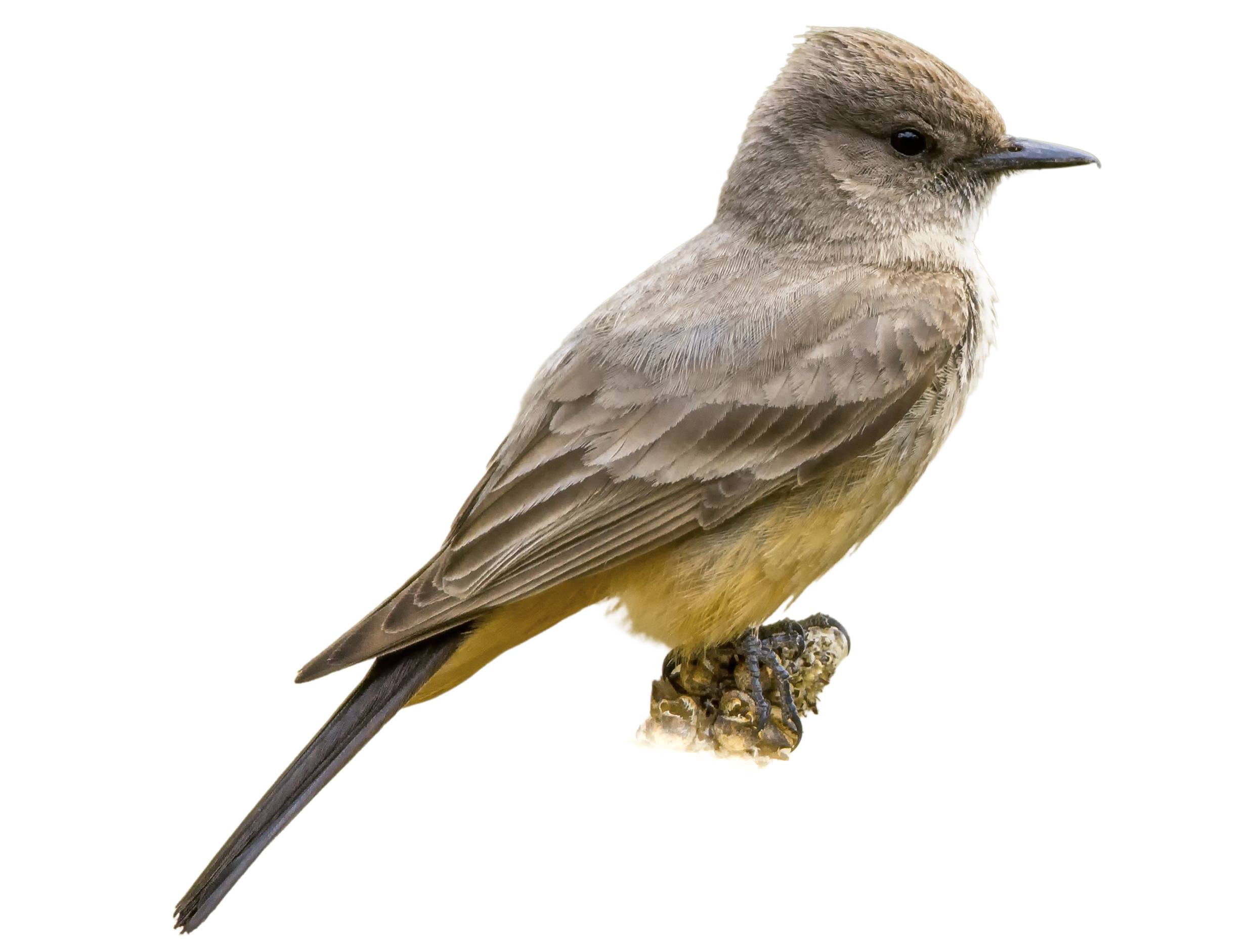 A photo of a Say's Phoebe (Sayornis saya)