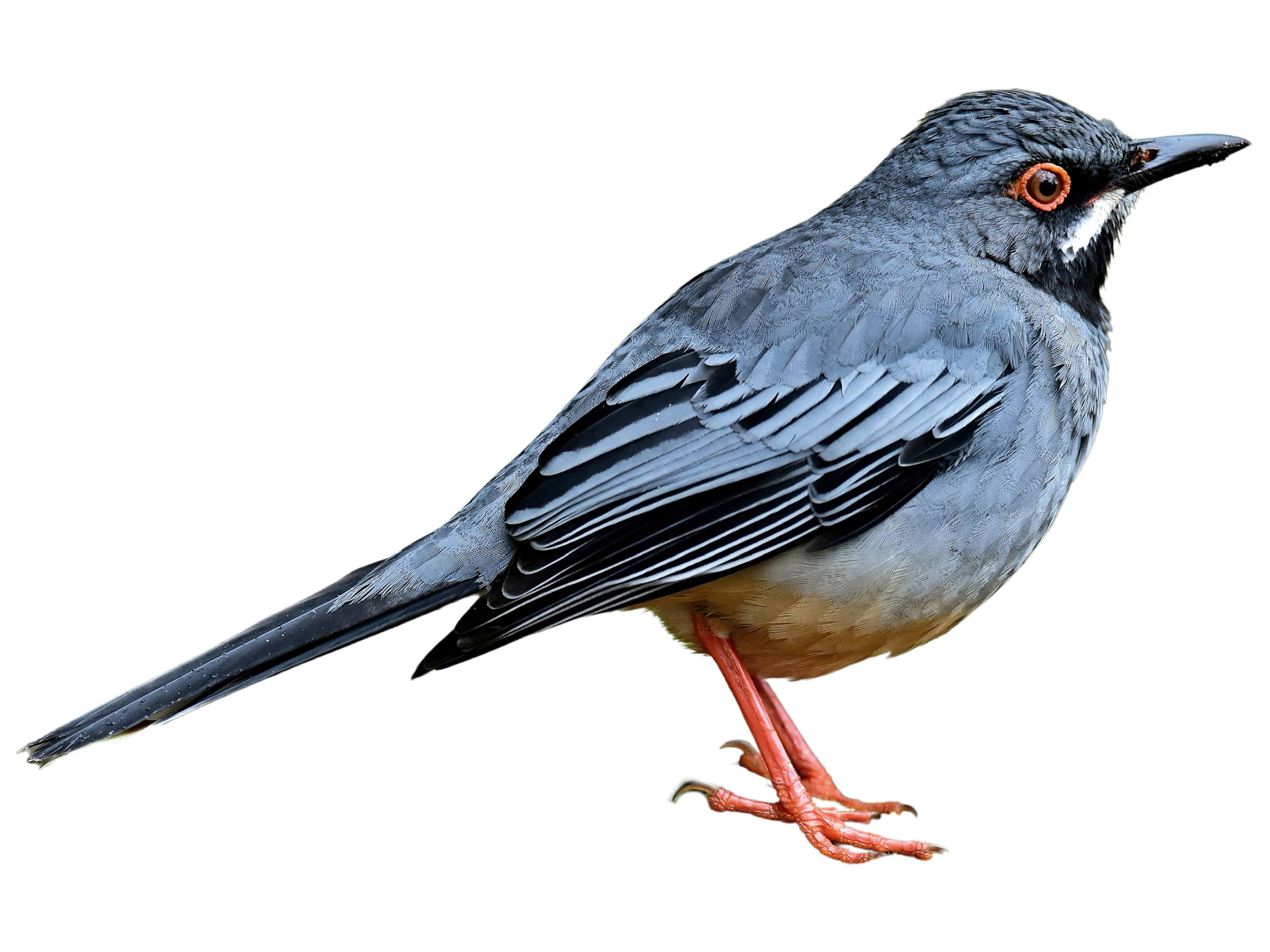 A photo of a Red-legged Thrush (Turdus plumbeus)