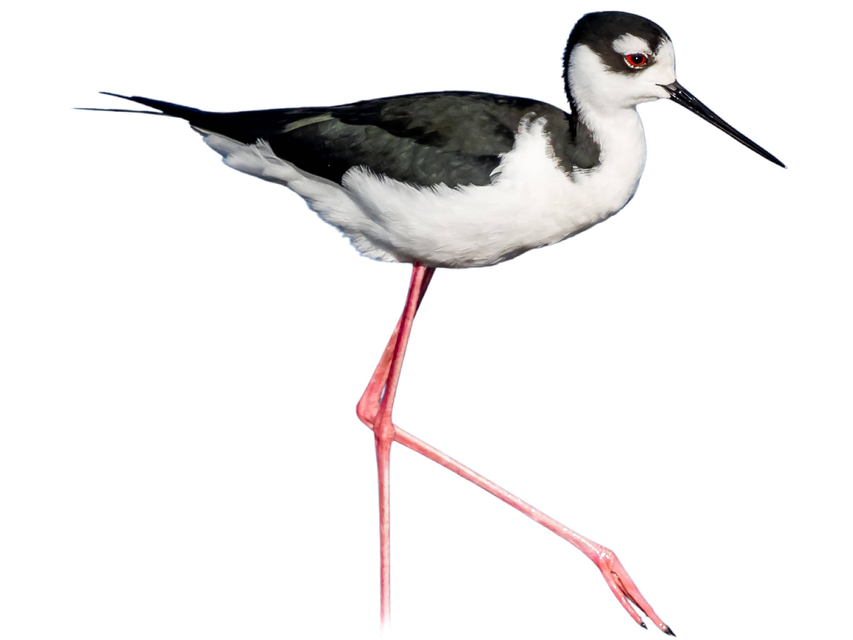 A photo of a Black-necked Stilt (Himantopus mexicanus), male