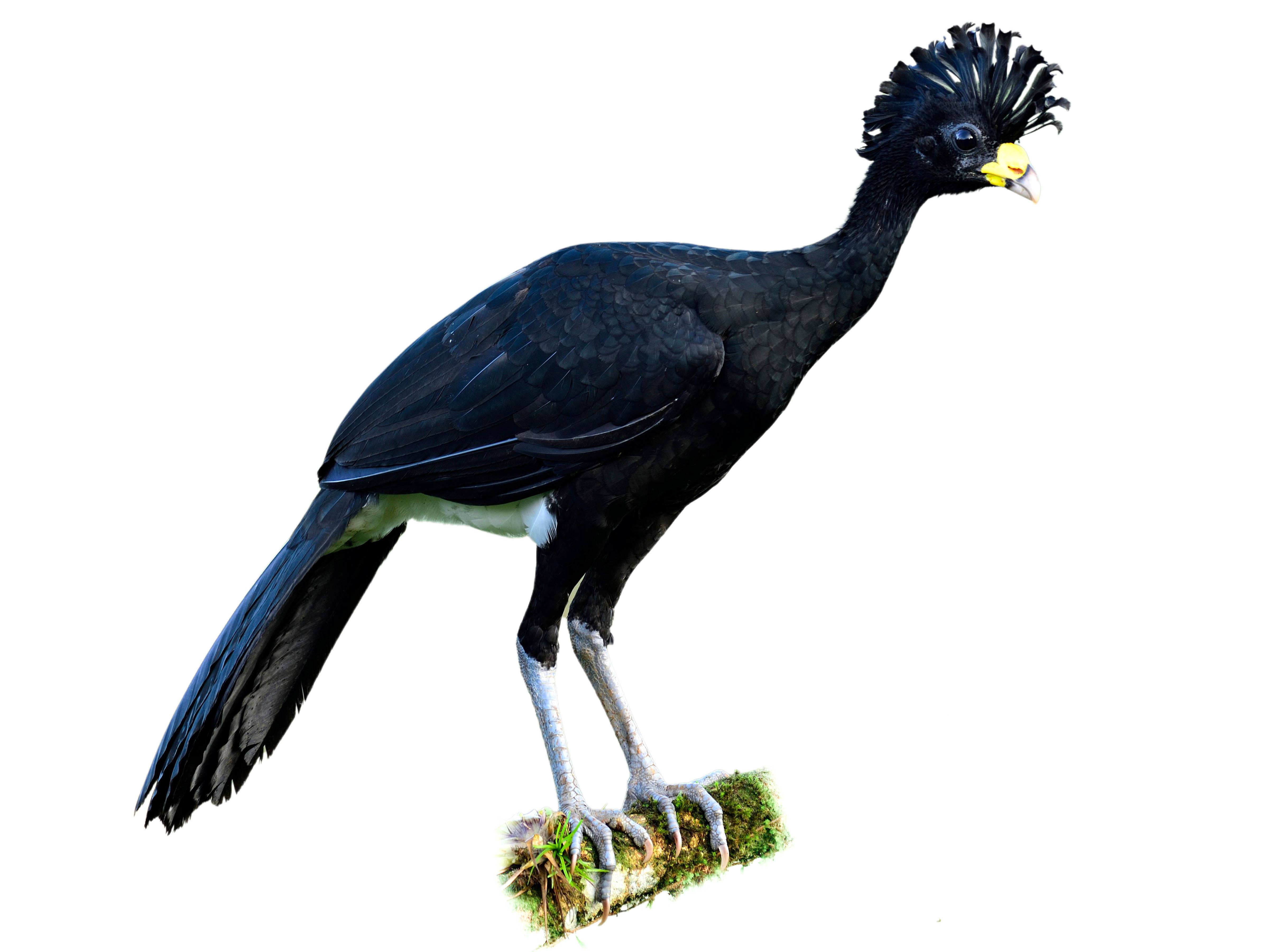 A photo of a Great Curassow (Crax rubra), male