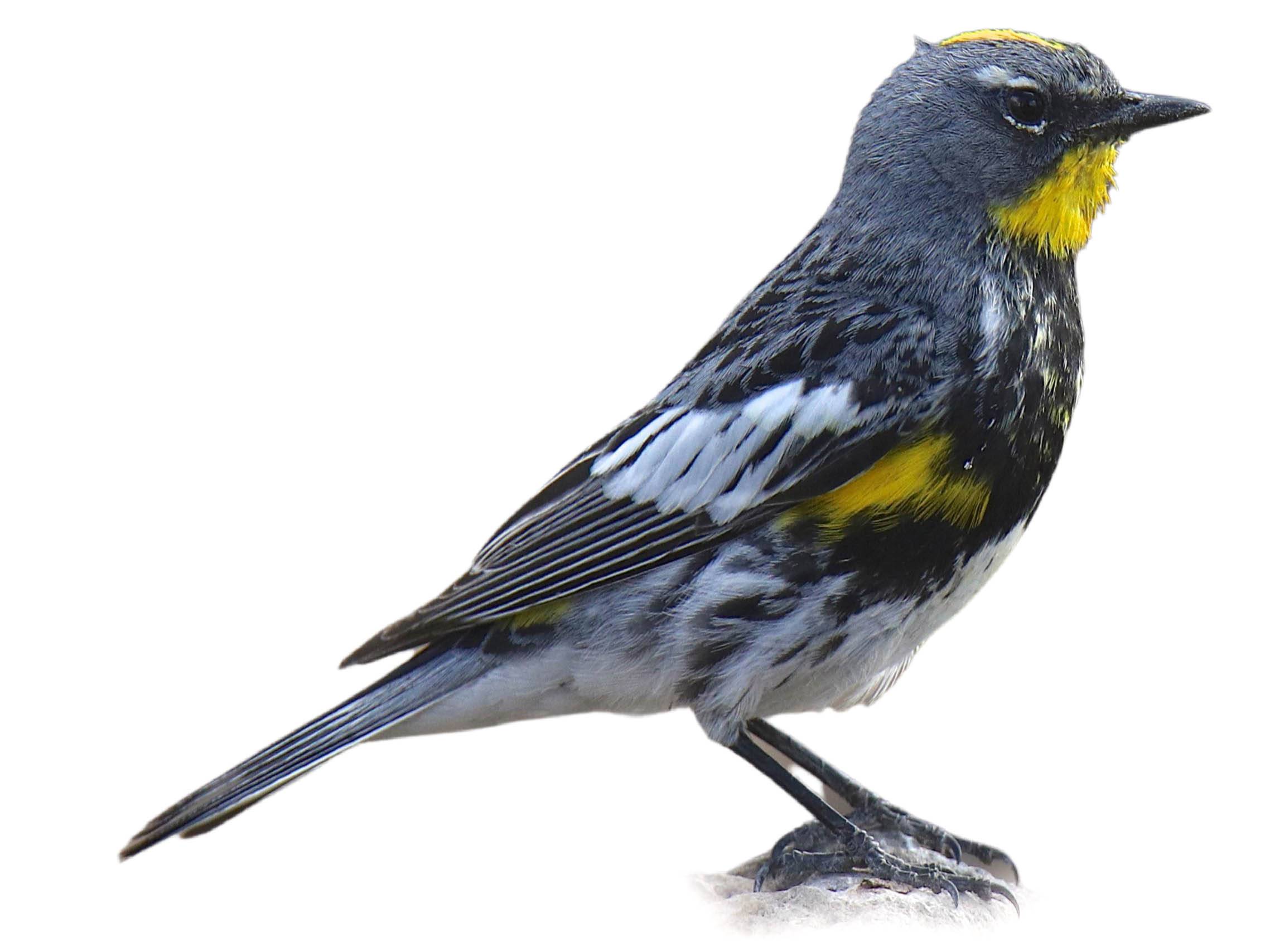 A photo of a Audubon's Warbler (Setophaga auduboni), male