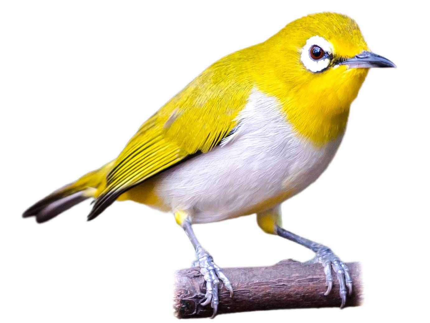 A photo of a Swinhoe's White-eye (Zosterops simplex)