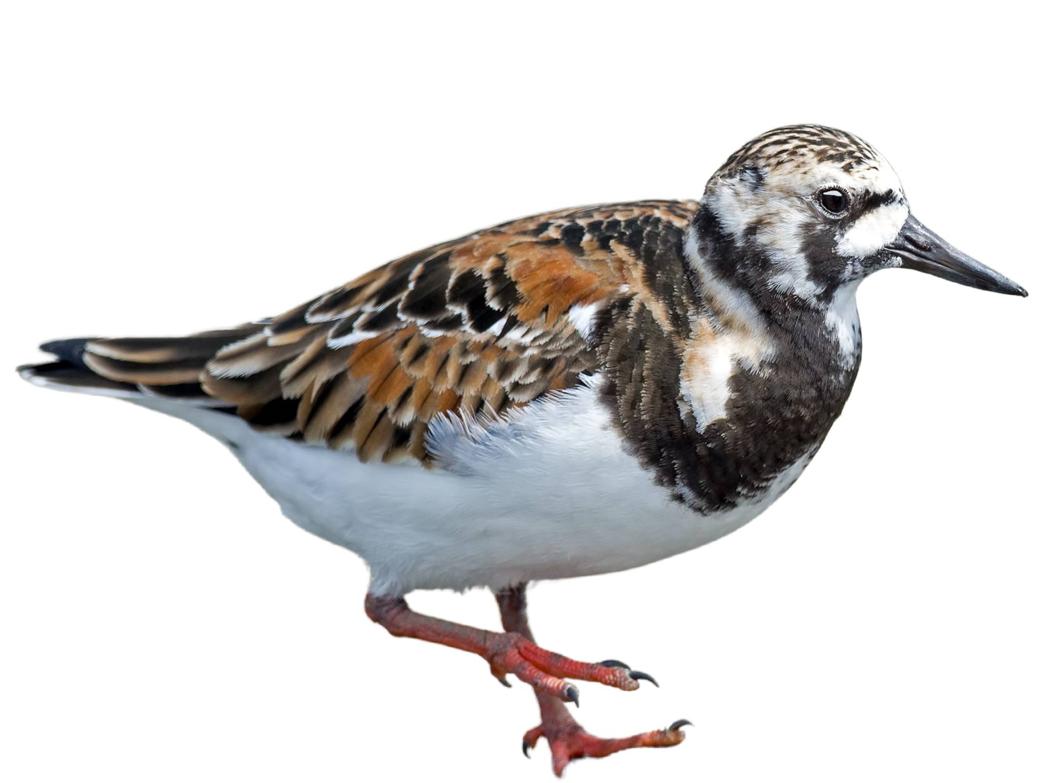 A photo of a Ruddy Turnstone (Arenaria interpres)