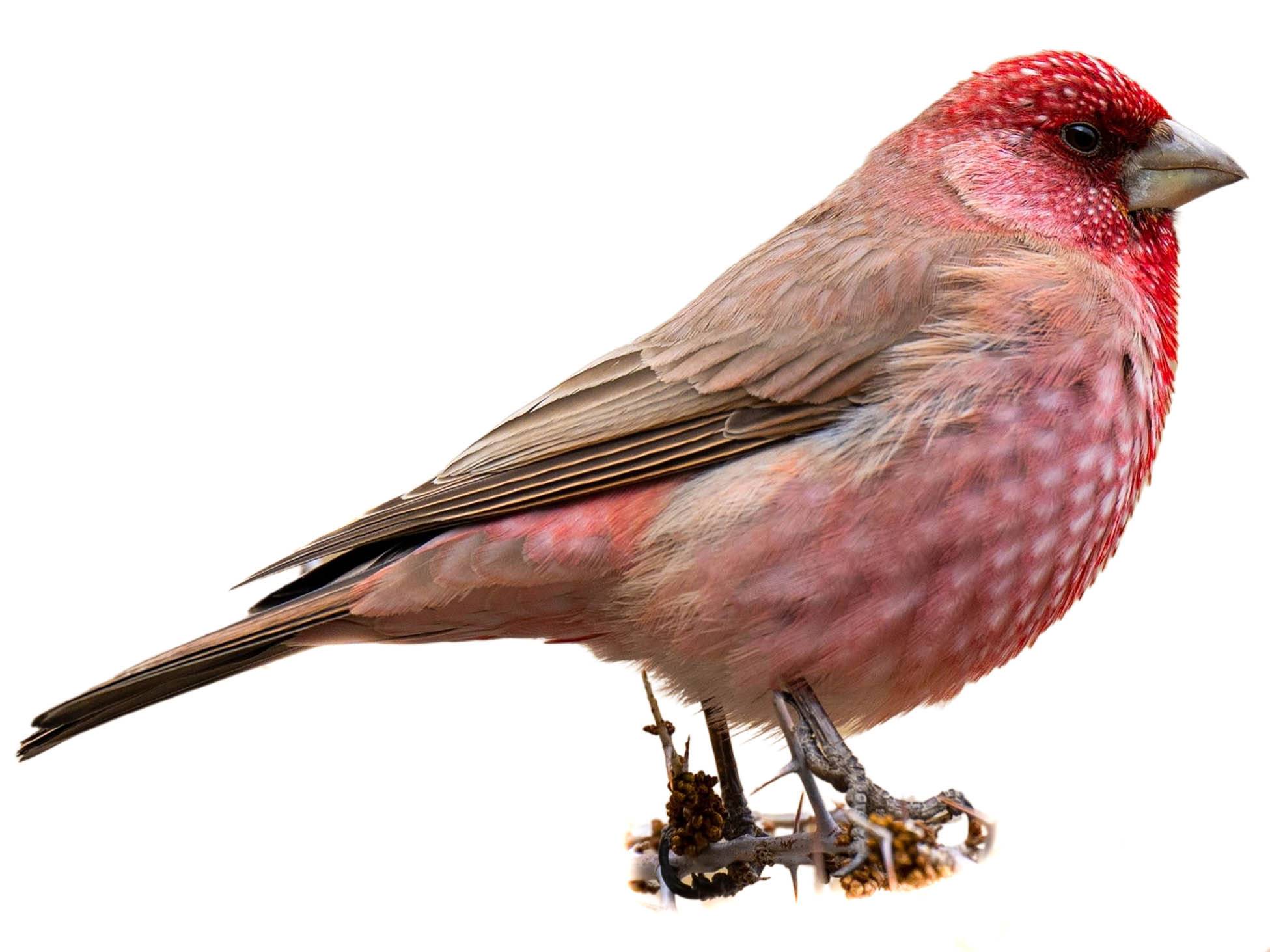 A photo of a Great Rosefinch (Carpodacus rubicilla), male