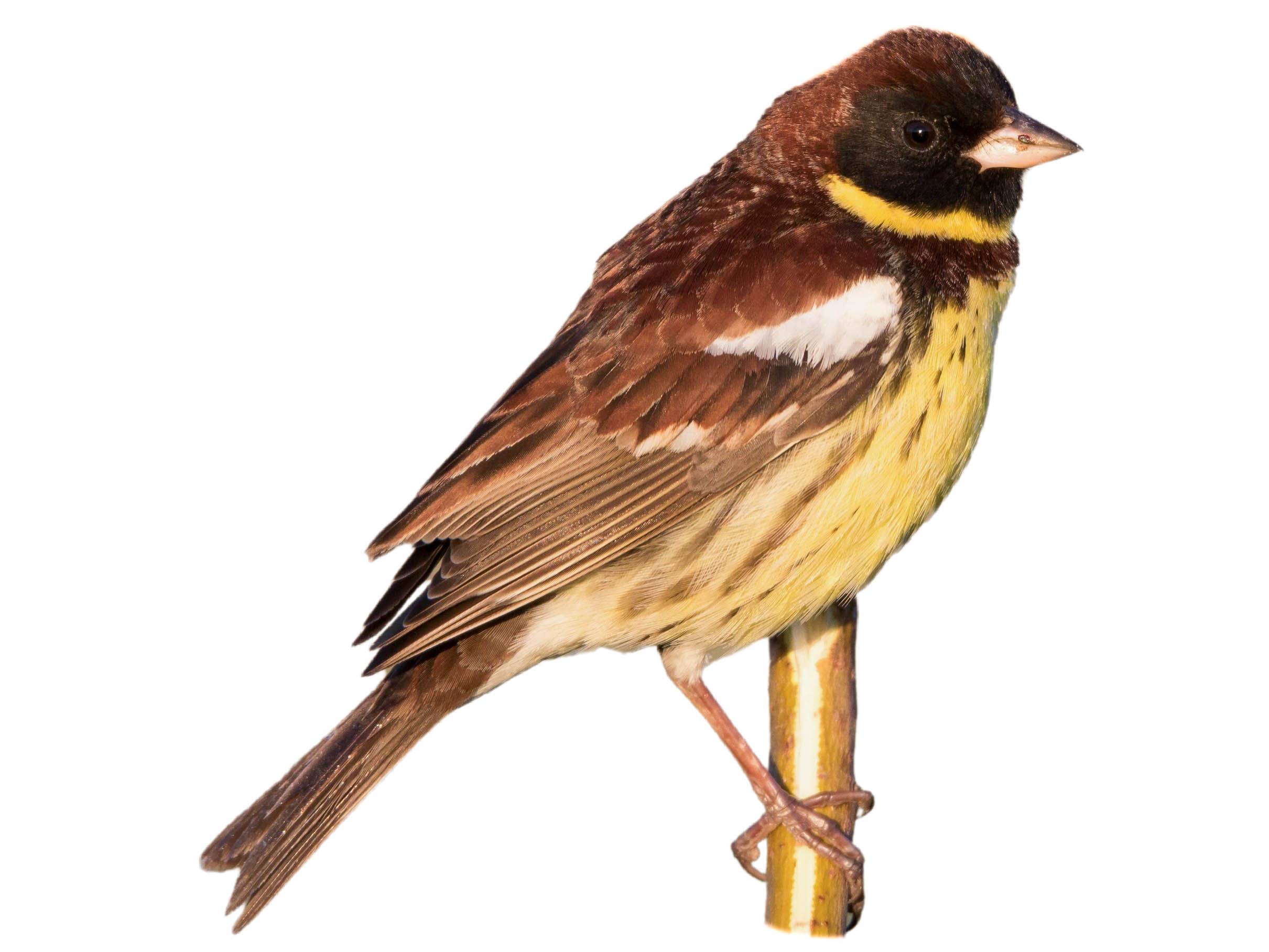 A photo of a Yellow-breasted Bunting (Emberiza aureola), male