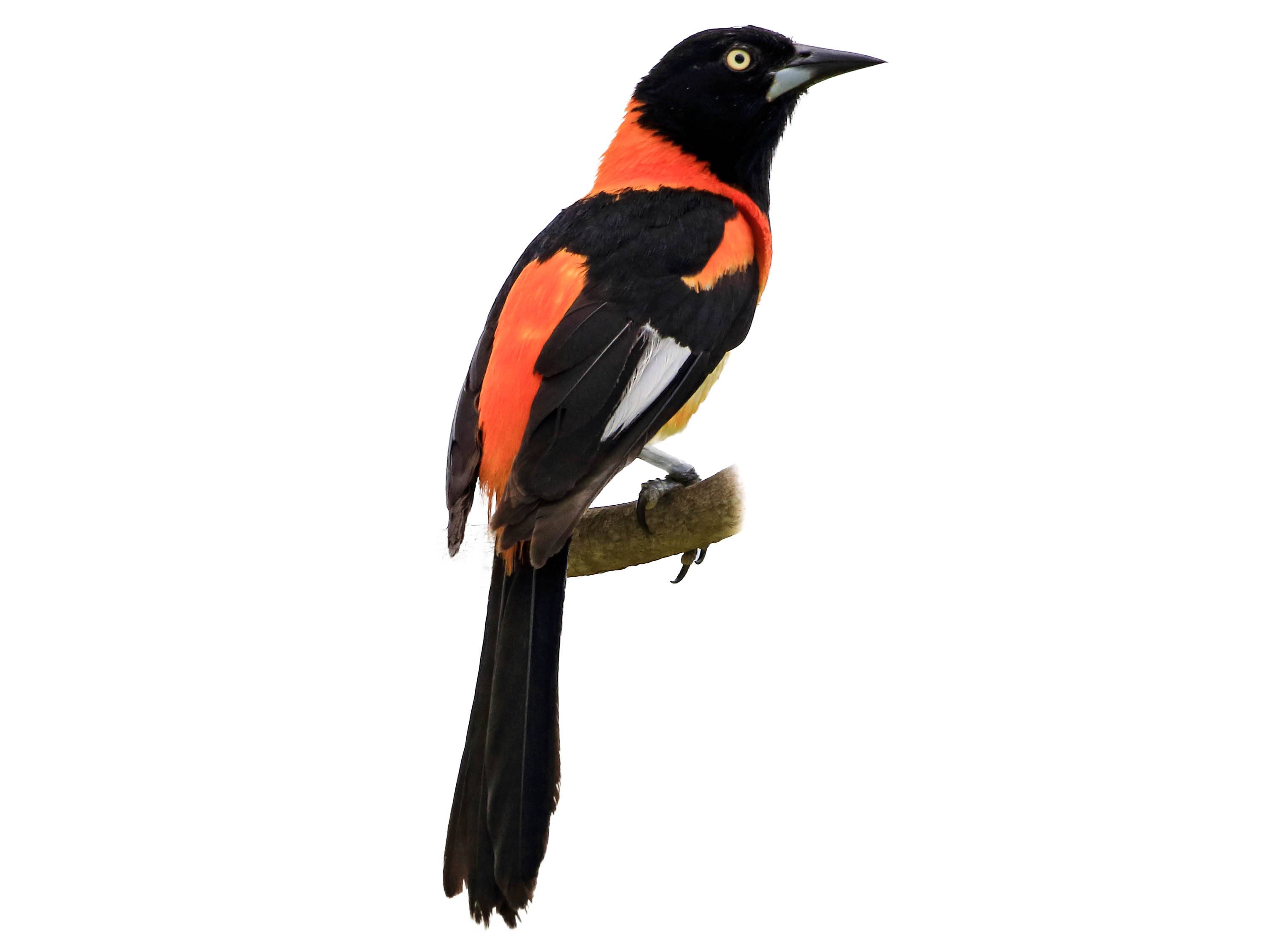 A photo of a Campo Troupial (Icterus jamacaii)