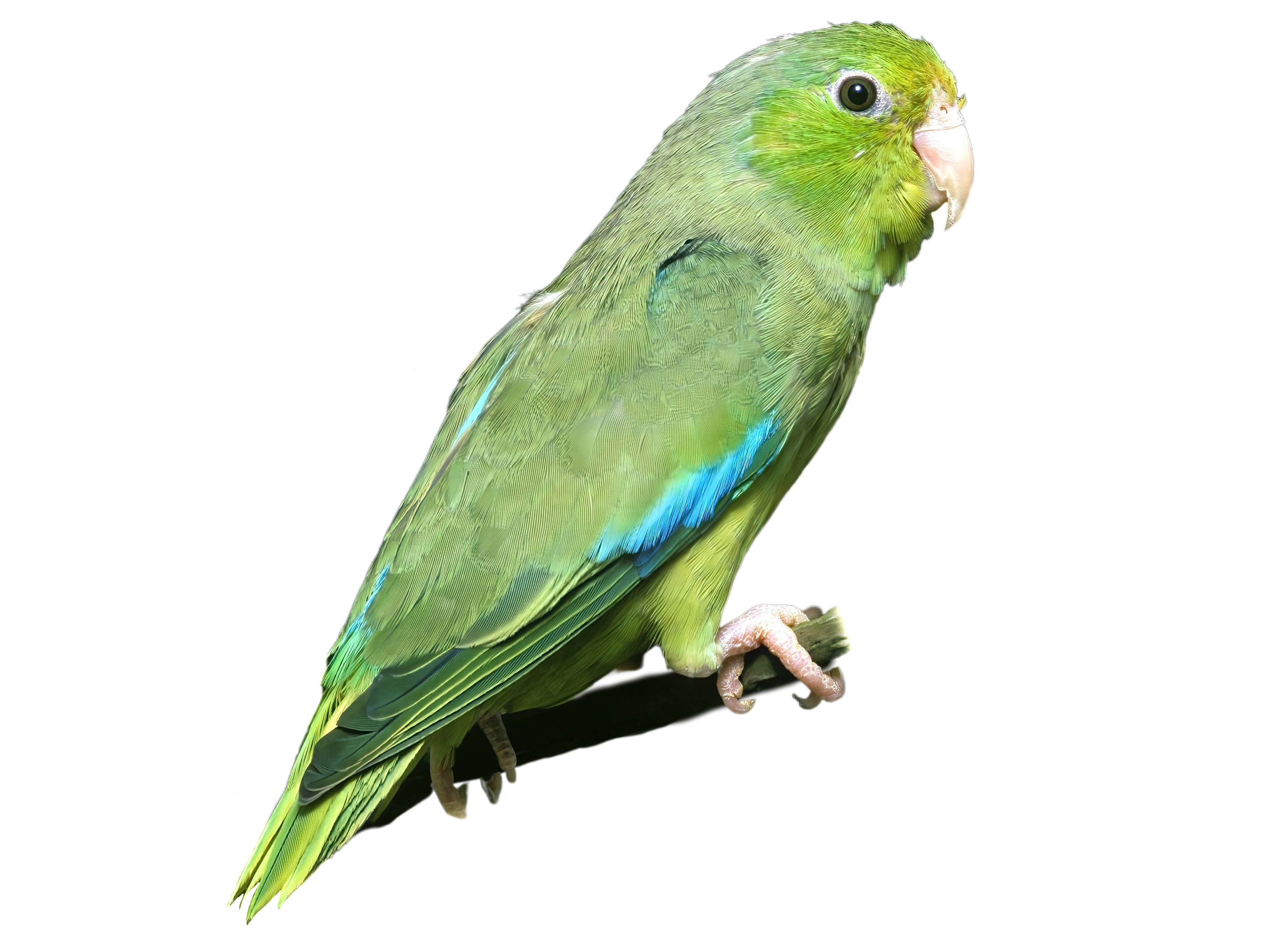 A photo of a Mexican Parrotlet (Forpus cyanopygius)