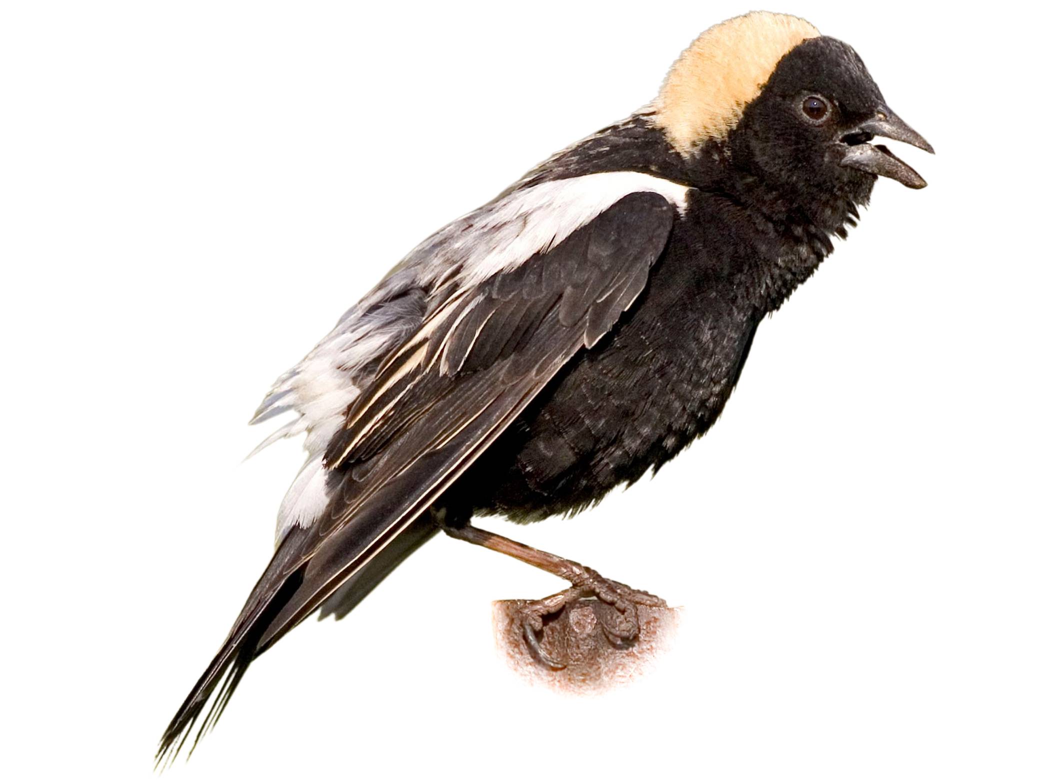 A photo of a Bobolink (Dolichonyx oryzivorus), male