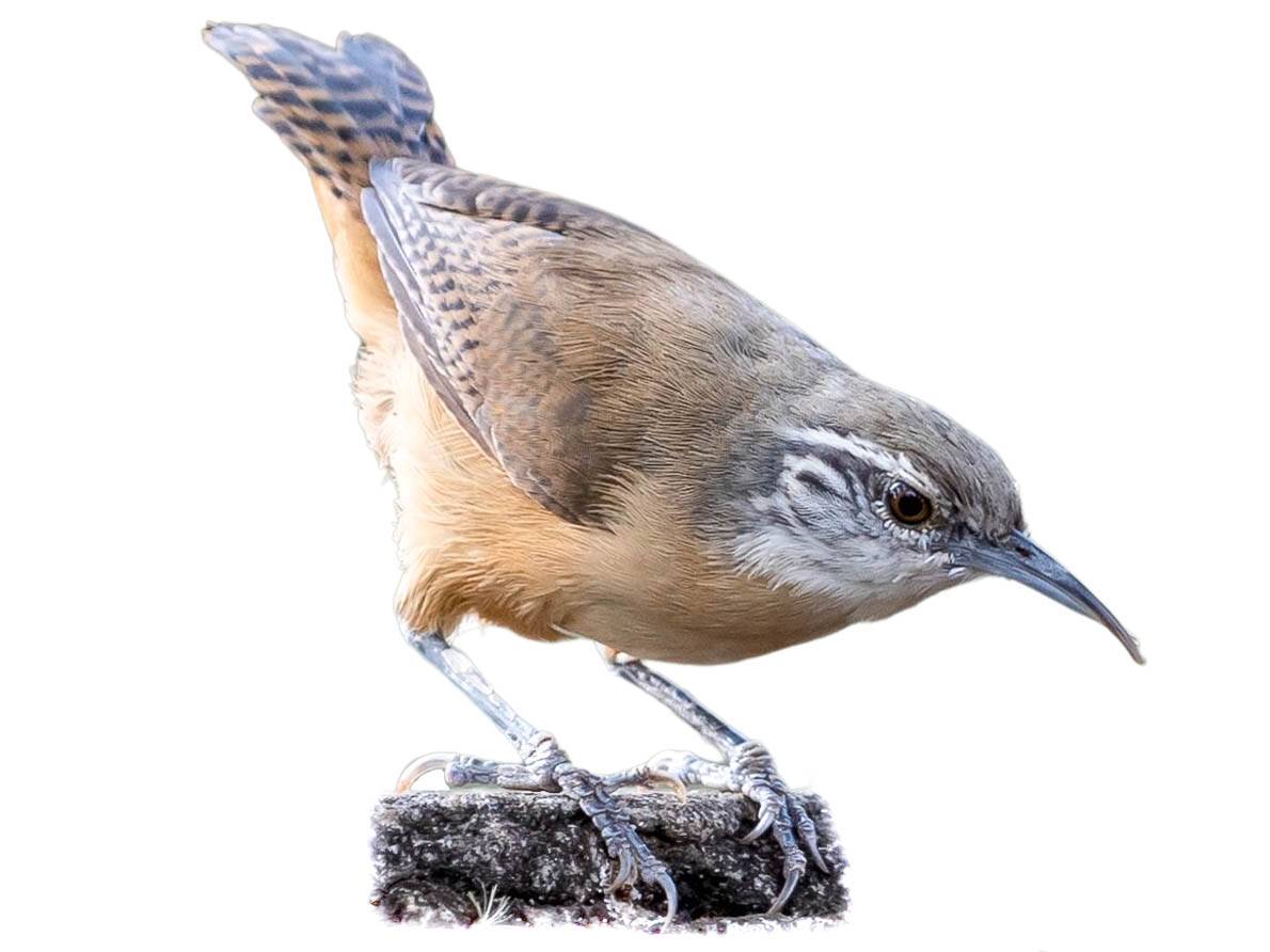 A photo of a Buff-breasted Wren (Cantorchilus leucotis)