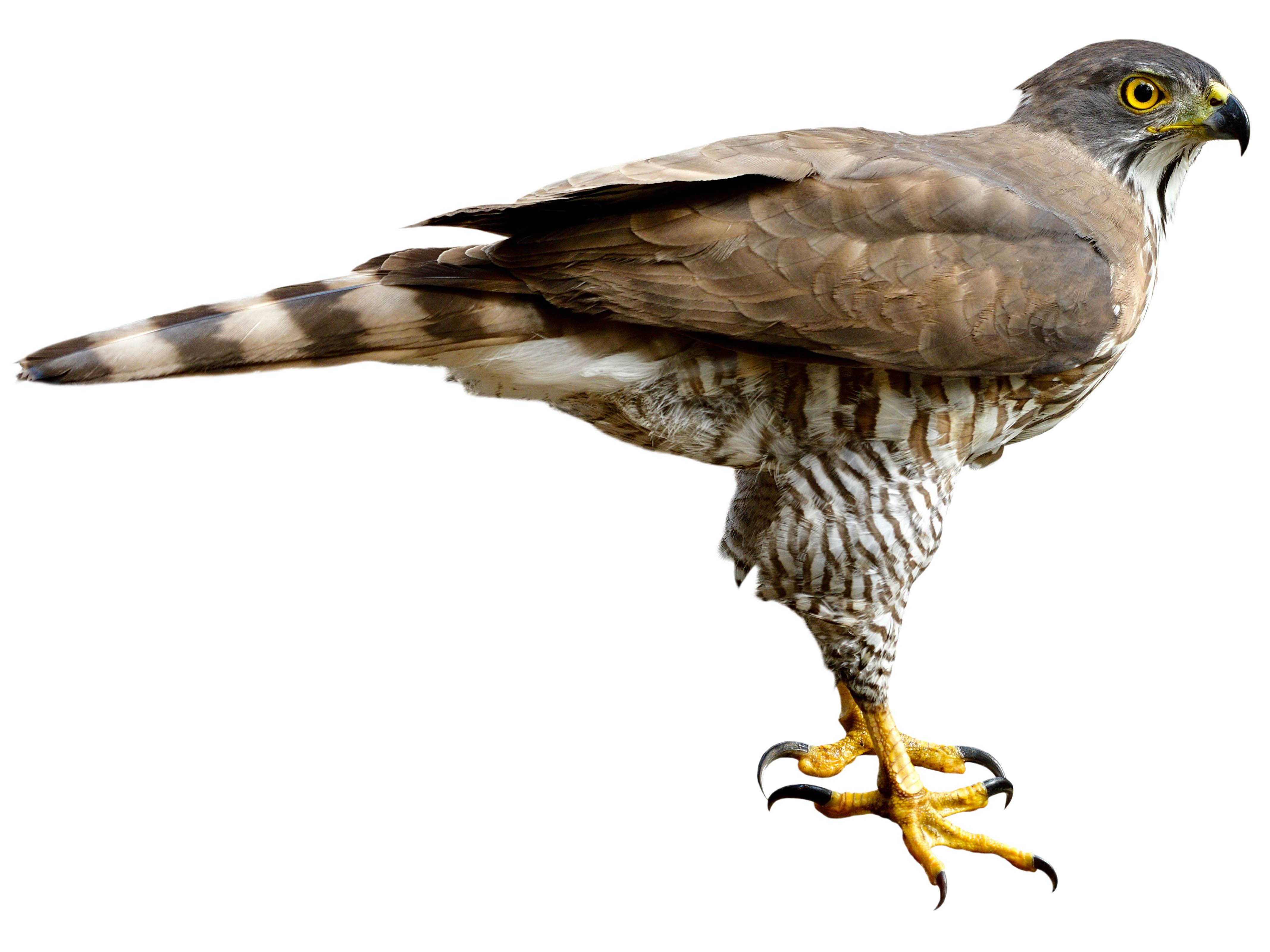 A photo of a Crested Goshawk (Accipiter trivirgatus)