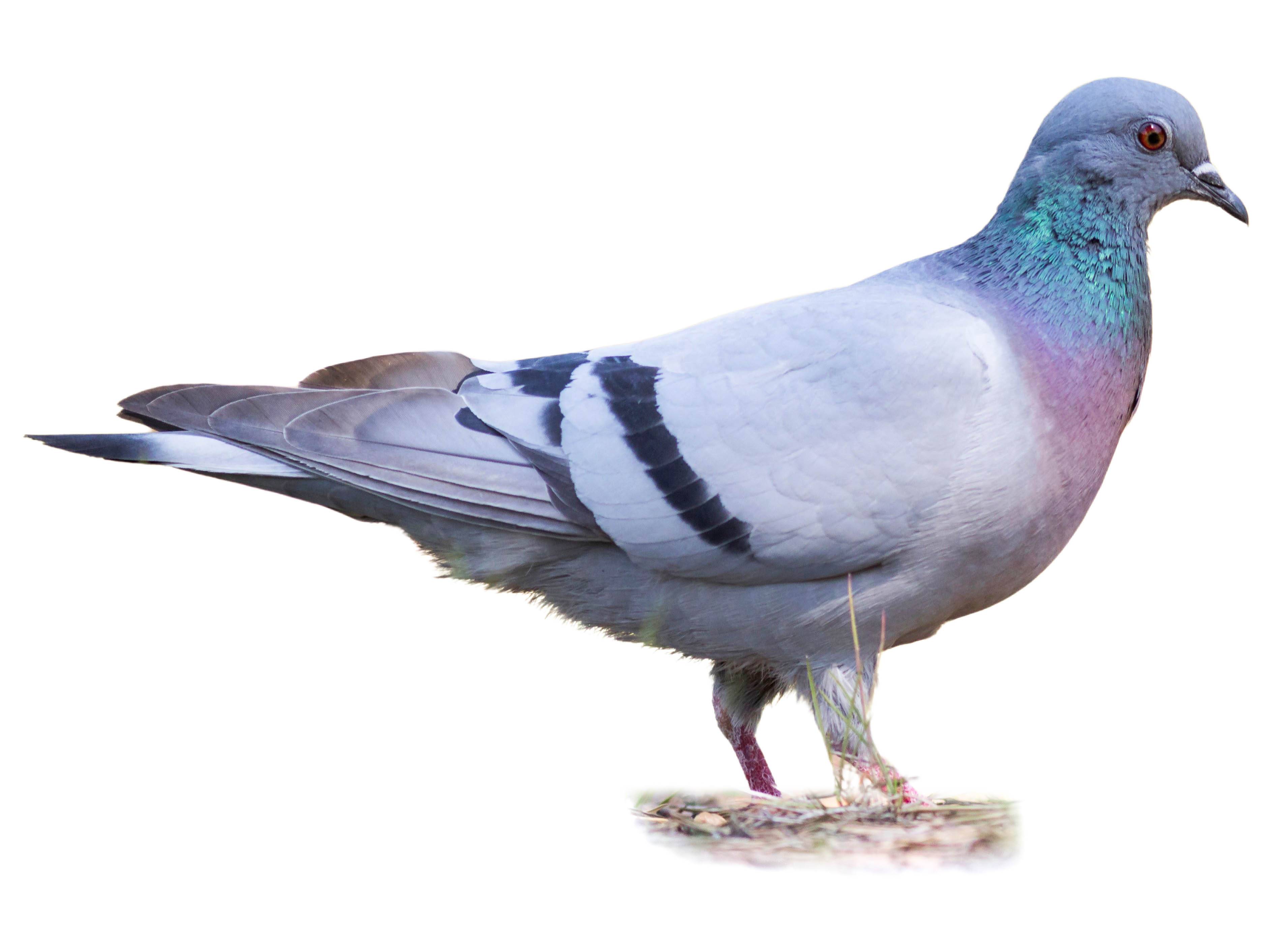 A photo of a Hill Pigeon (Columba rupestris)