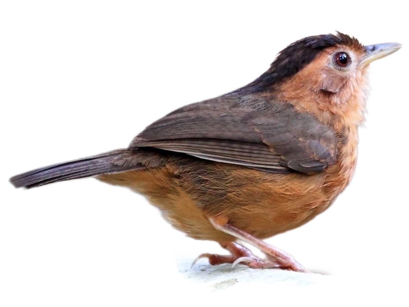 A photo of a Brown-capped Babbler (Pellorneum fuscocapillus)