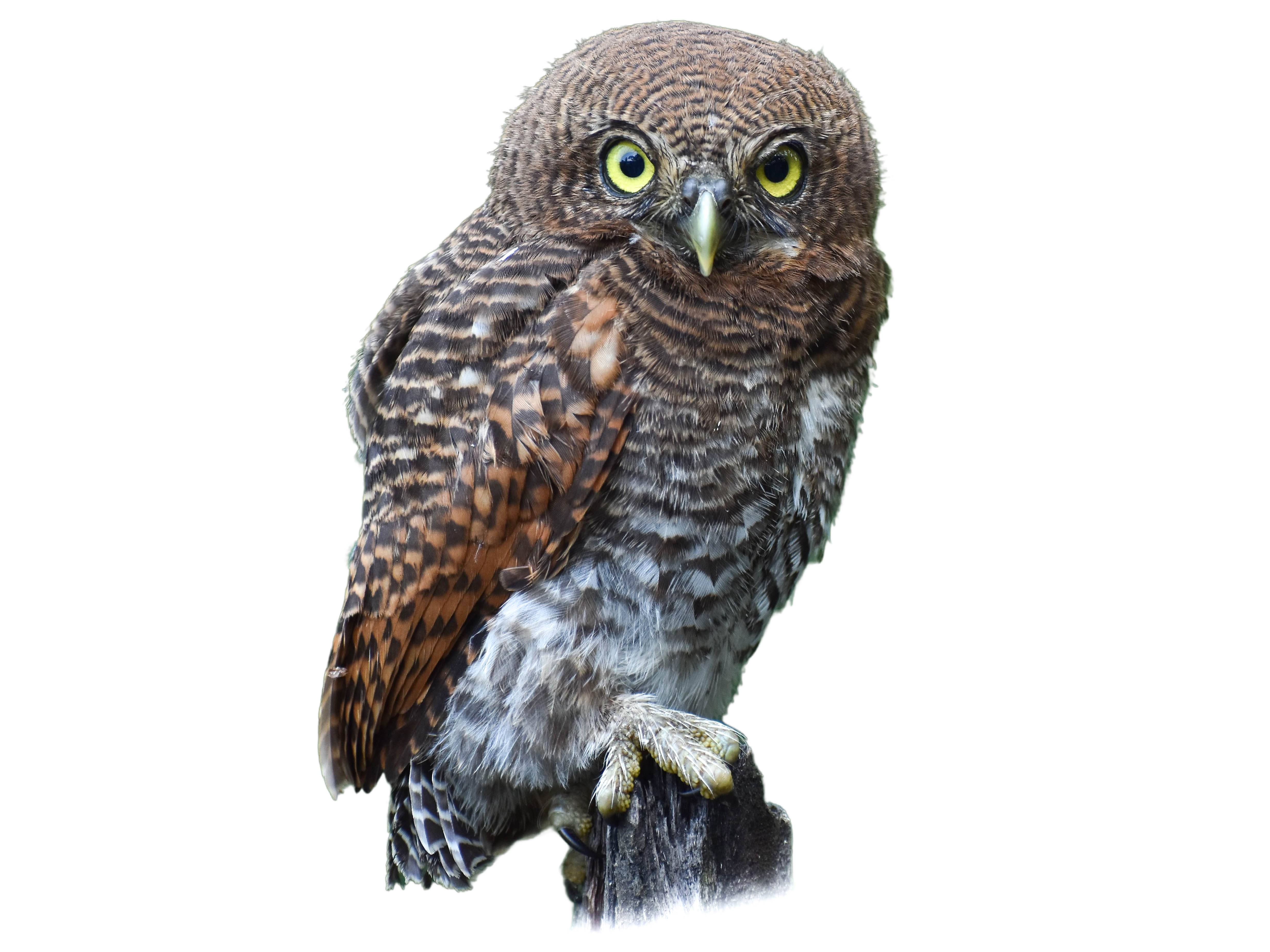 A photo of a Jungle Owlet (Glaucidium radiatum)