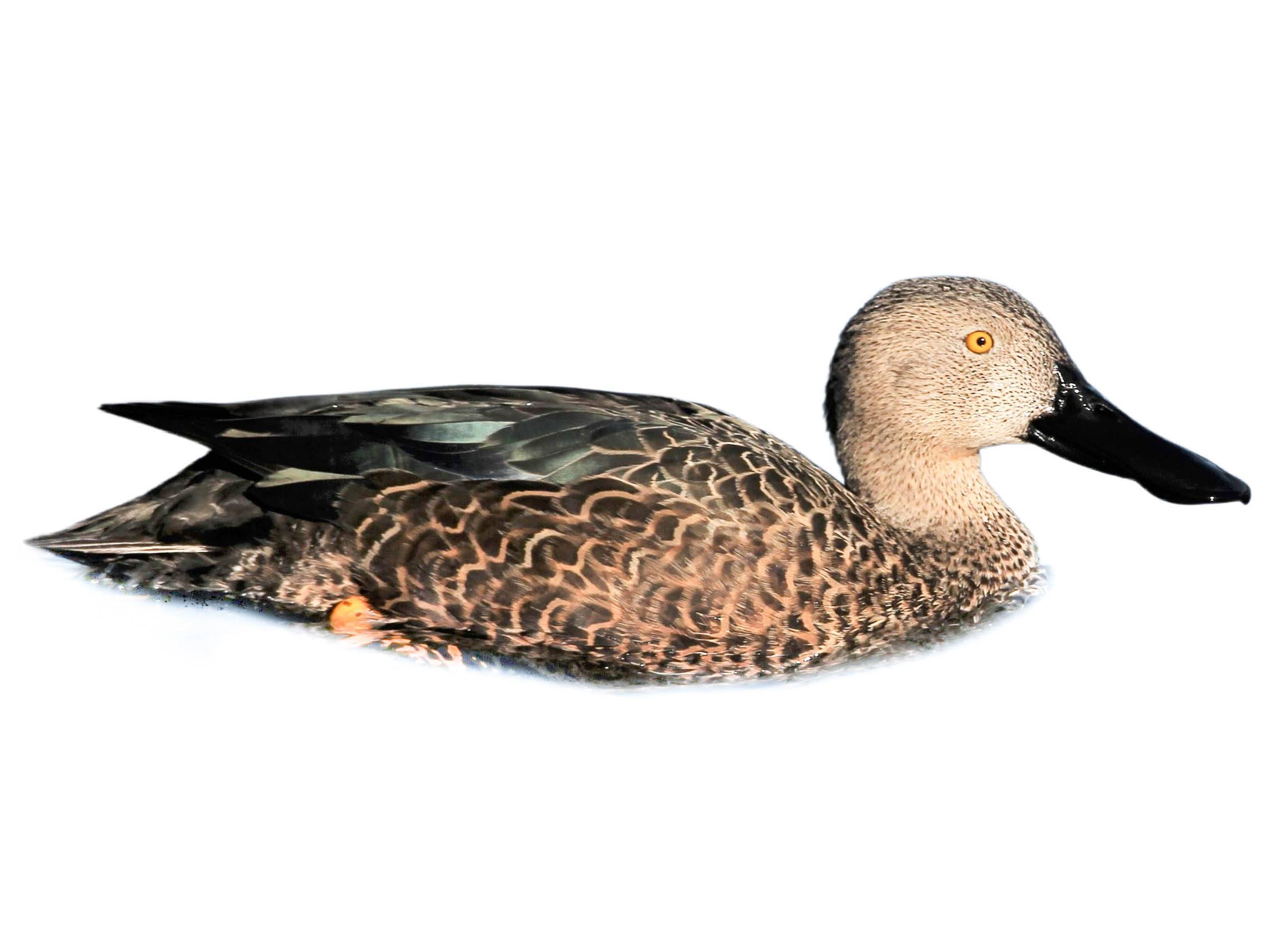 A photo of a Cape Shoveler (Spatula smithii), male