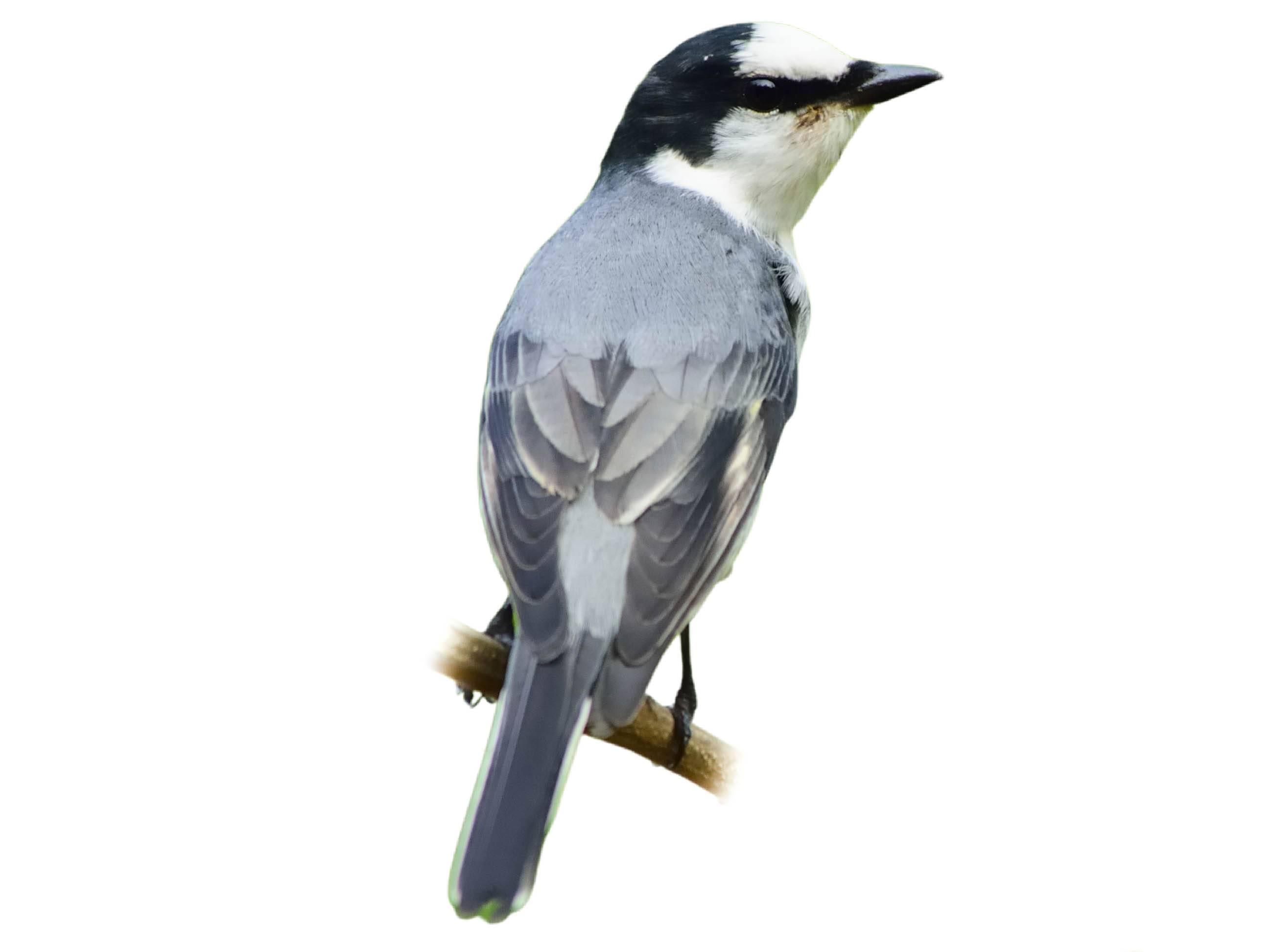 A photo of a Ashy Minivet (Pericrocotus divaricatus), male