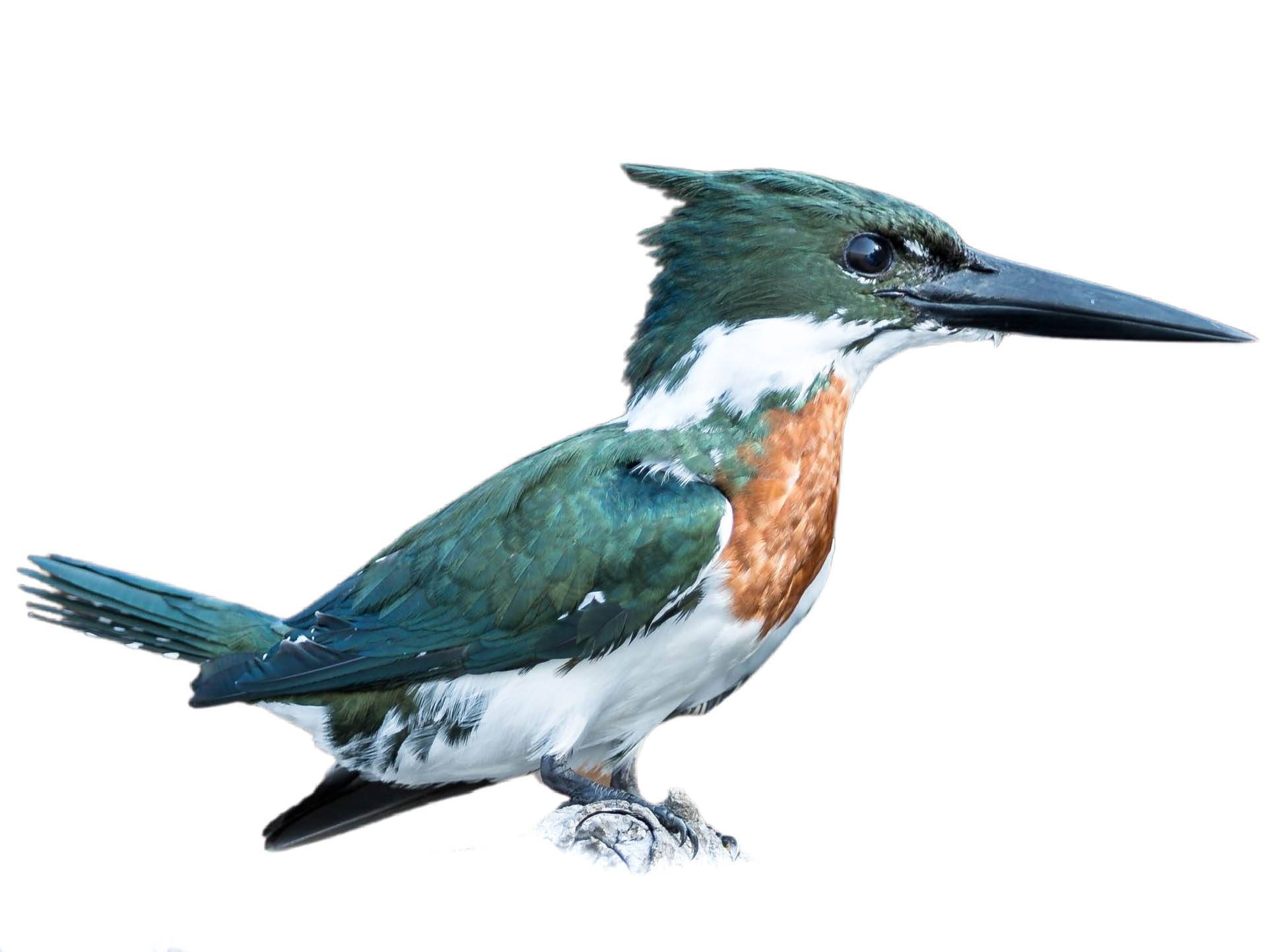 A photo of a Green Kingfisher (Chloroceryle americana), male